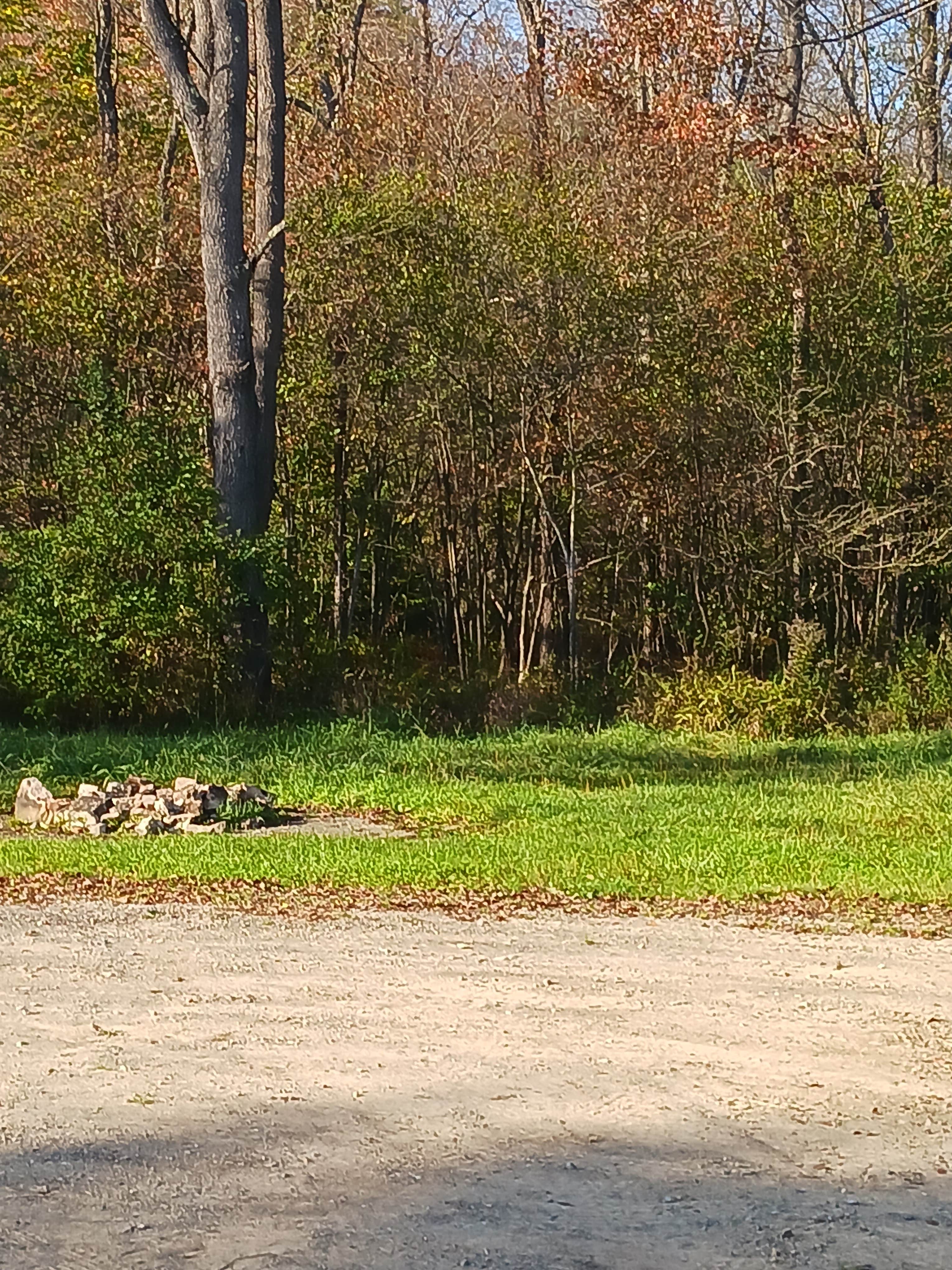 Camper-submitted photo at Red Mill Pond near Ridgway, PA
