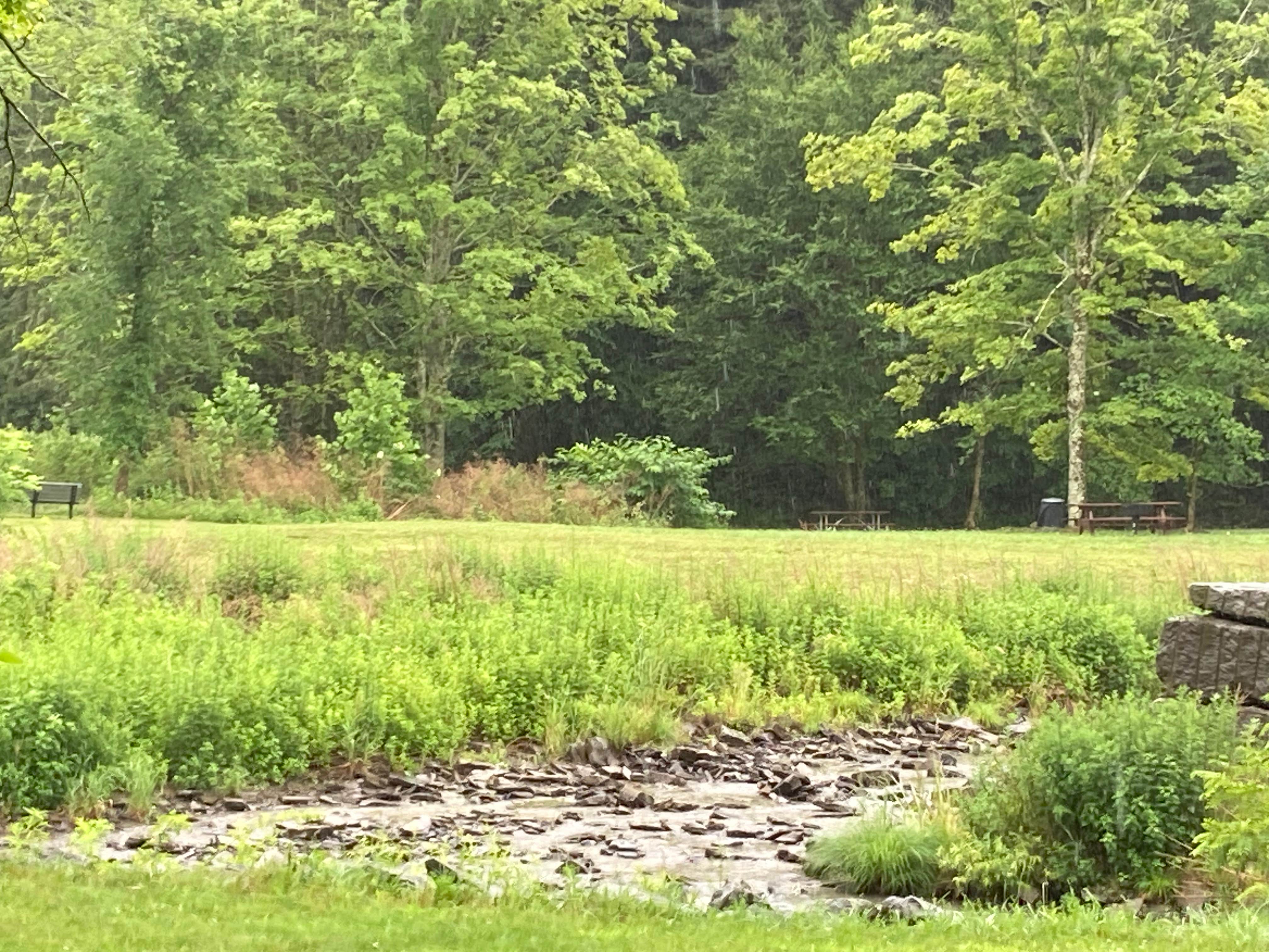 Camper submitted image from Salt Springs State Park Campground - 2