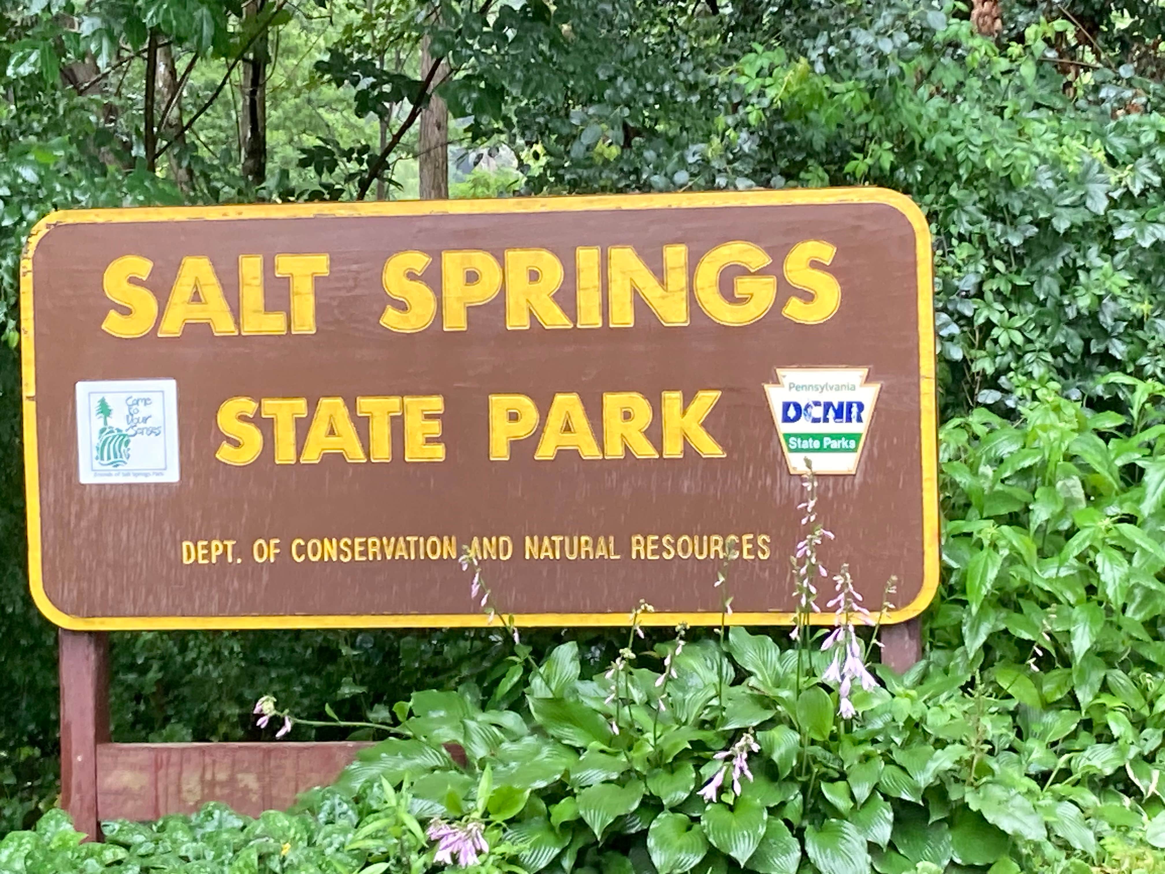 Camper submitted image from Salt Springs State Park Campground - 4
