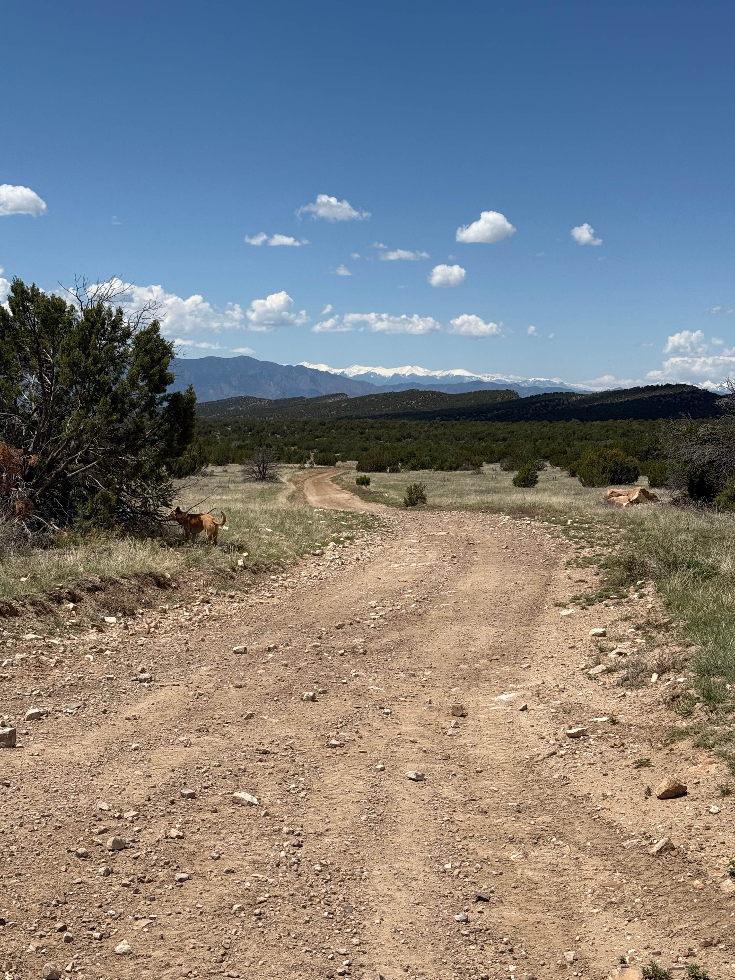 AE K.'s photo of camping with pets at Penrose BLM sites near Florence, CO