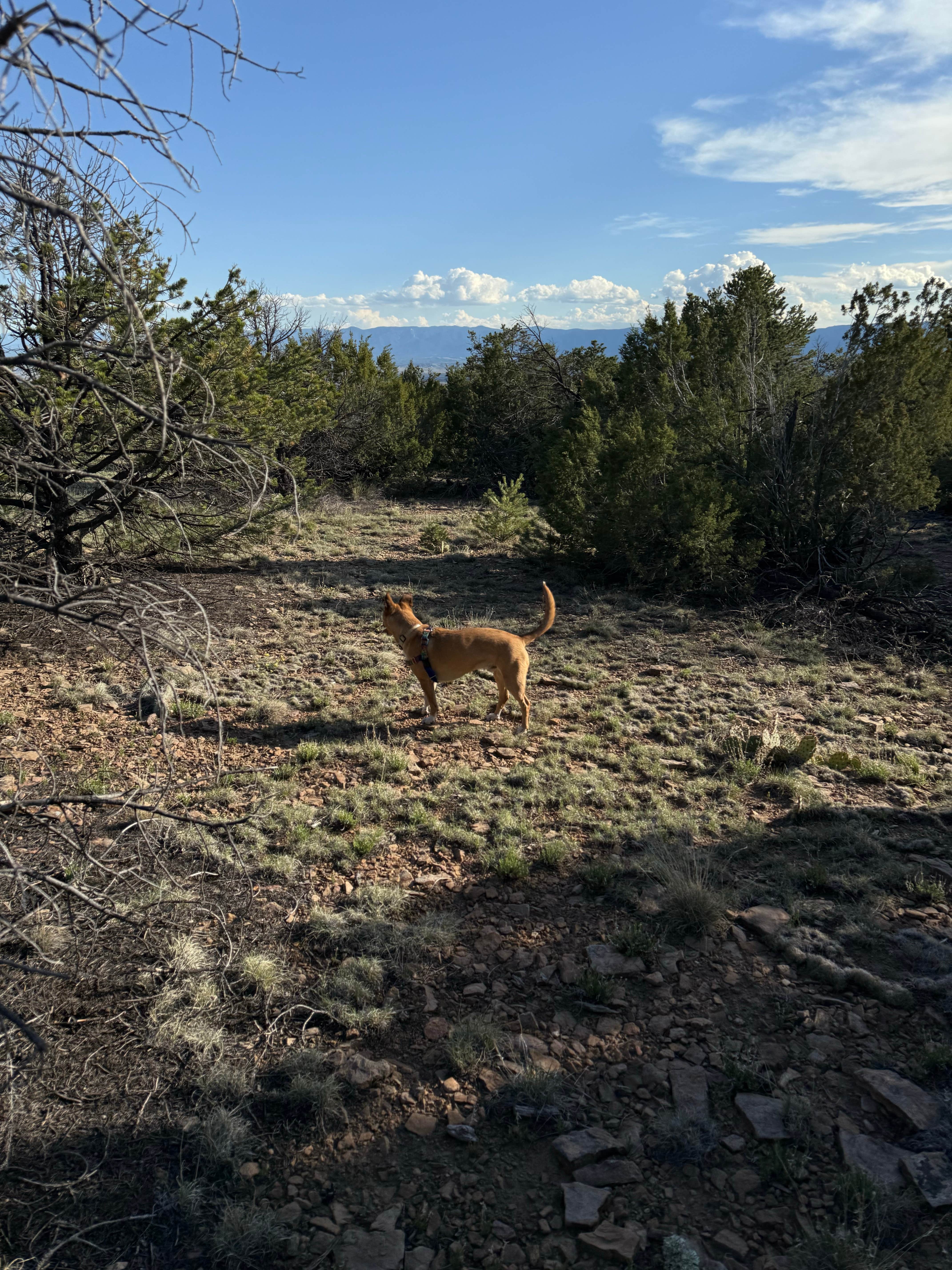 Camper-submitted photo at Penrose BLM sites near Florence, CO