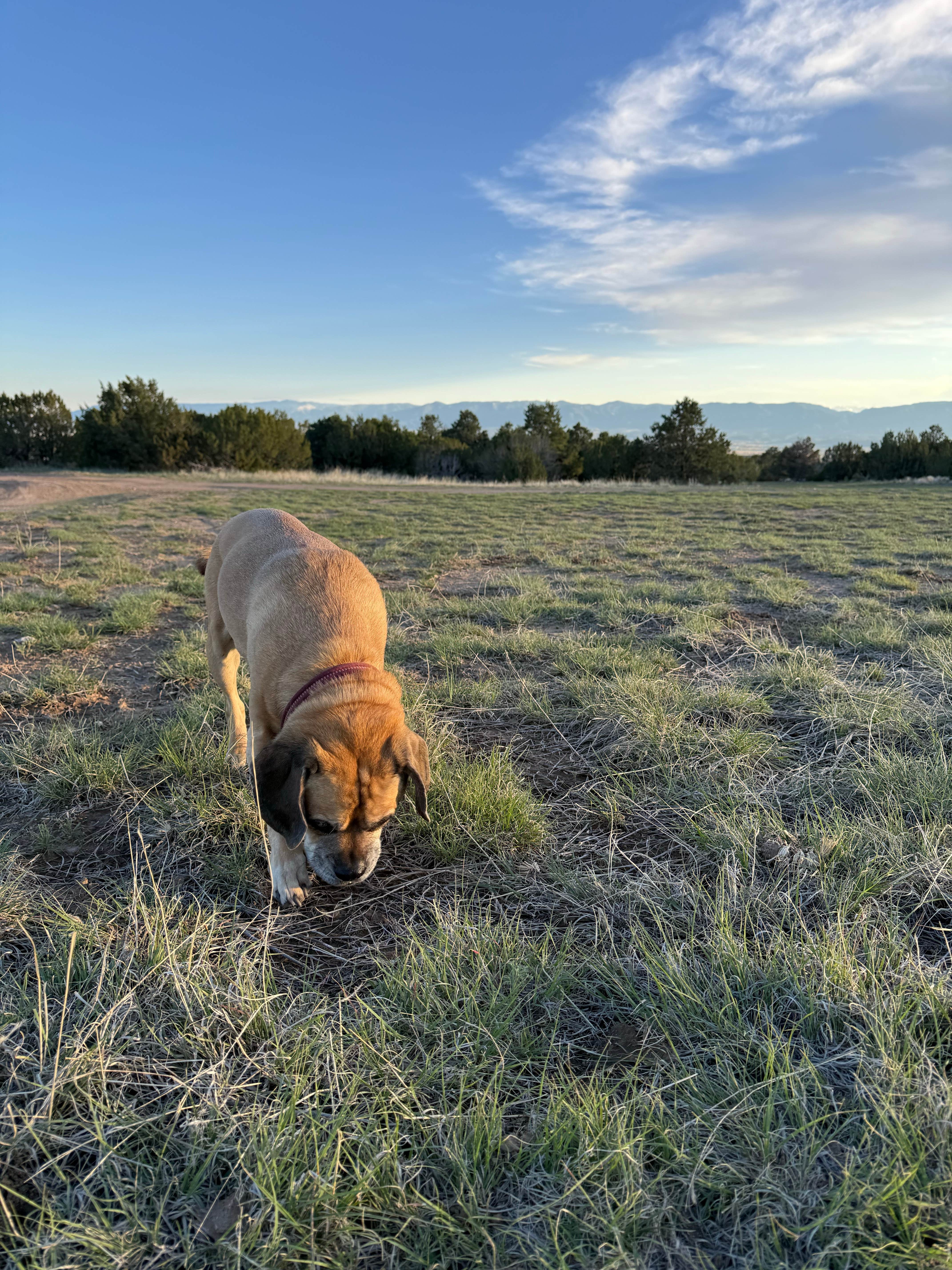 Camper-submitted photo at Penrose BLM sites near Florence, CO