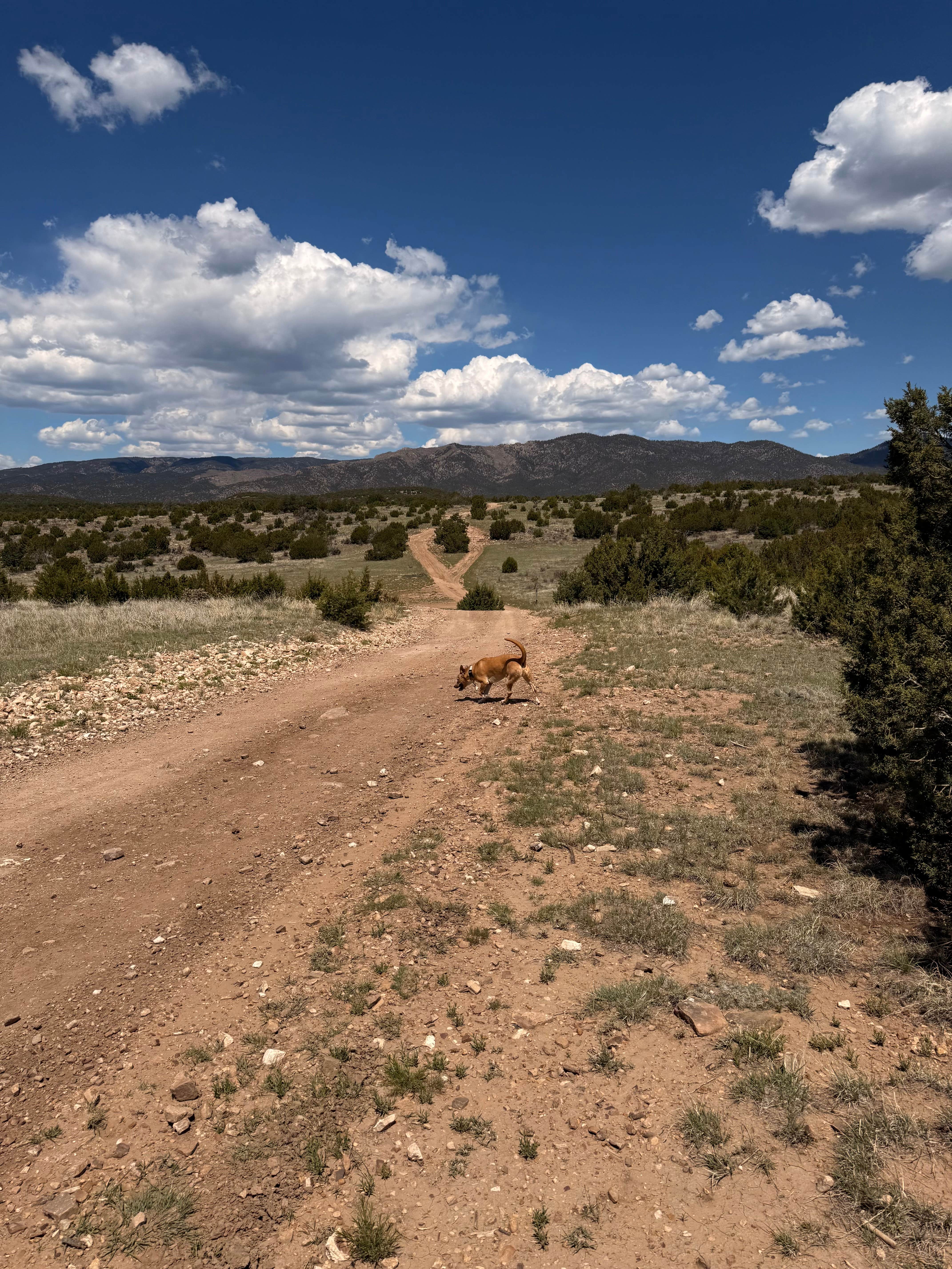 Camper submitted image from Penrose BLM sites - 3