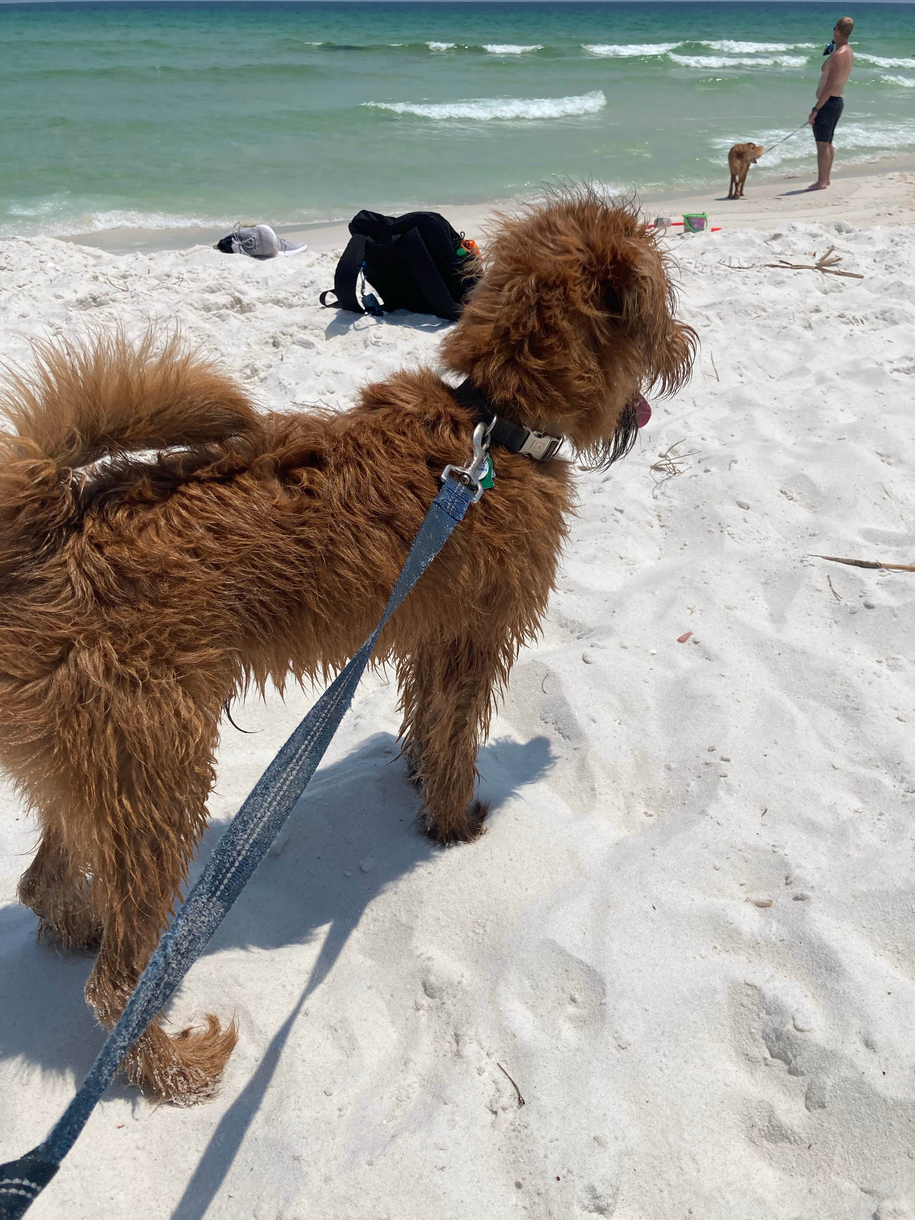 Dusty W.'s photo of camping with pets at Pensacola Beach RV Resort near Pace, FL