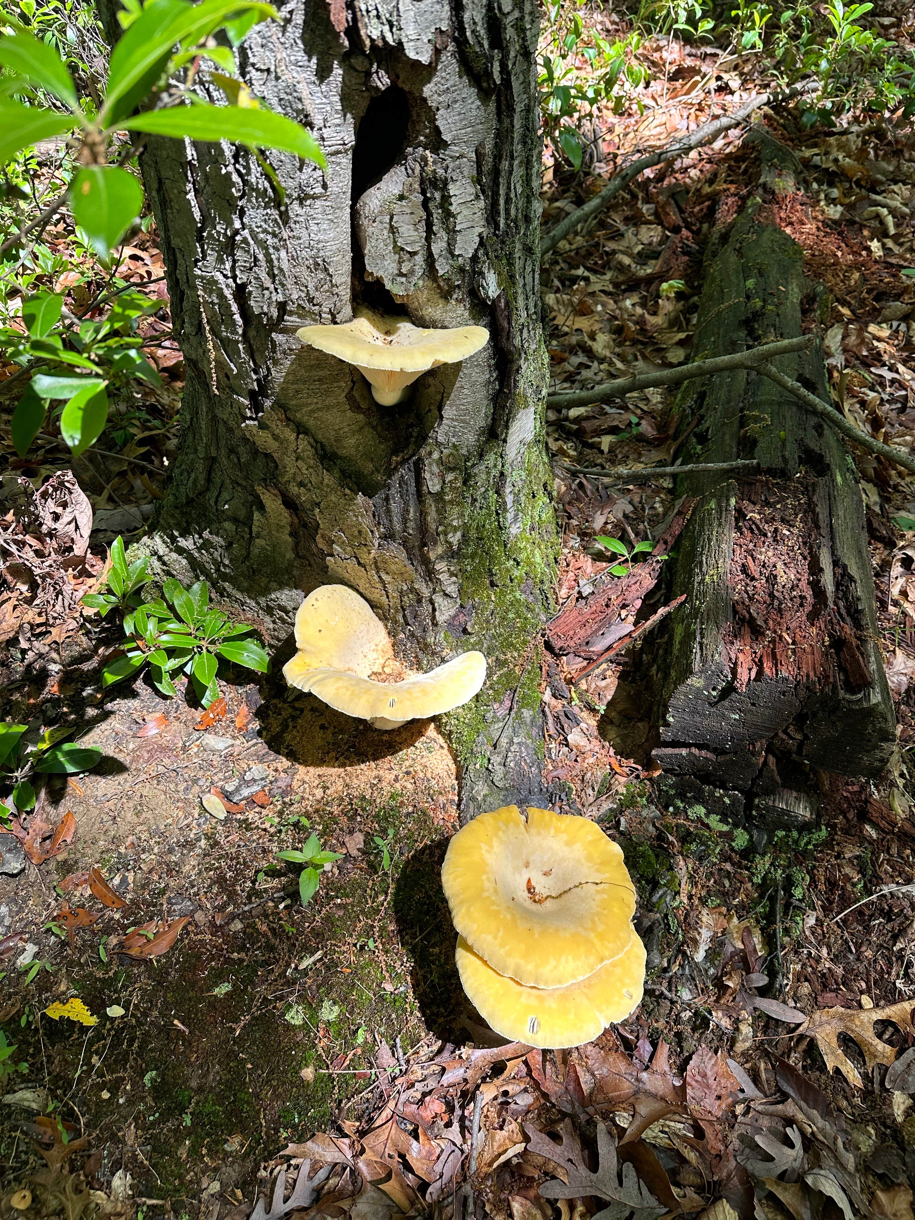 Camper-submitted photo at Pequea Creek Campground  near Bel Air, MD