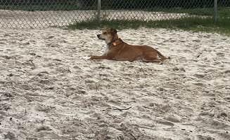 Jenny's photo of camping with pets at Perdido Key RV Resort near Pensacola Beach, FL