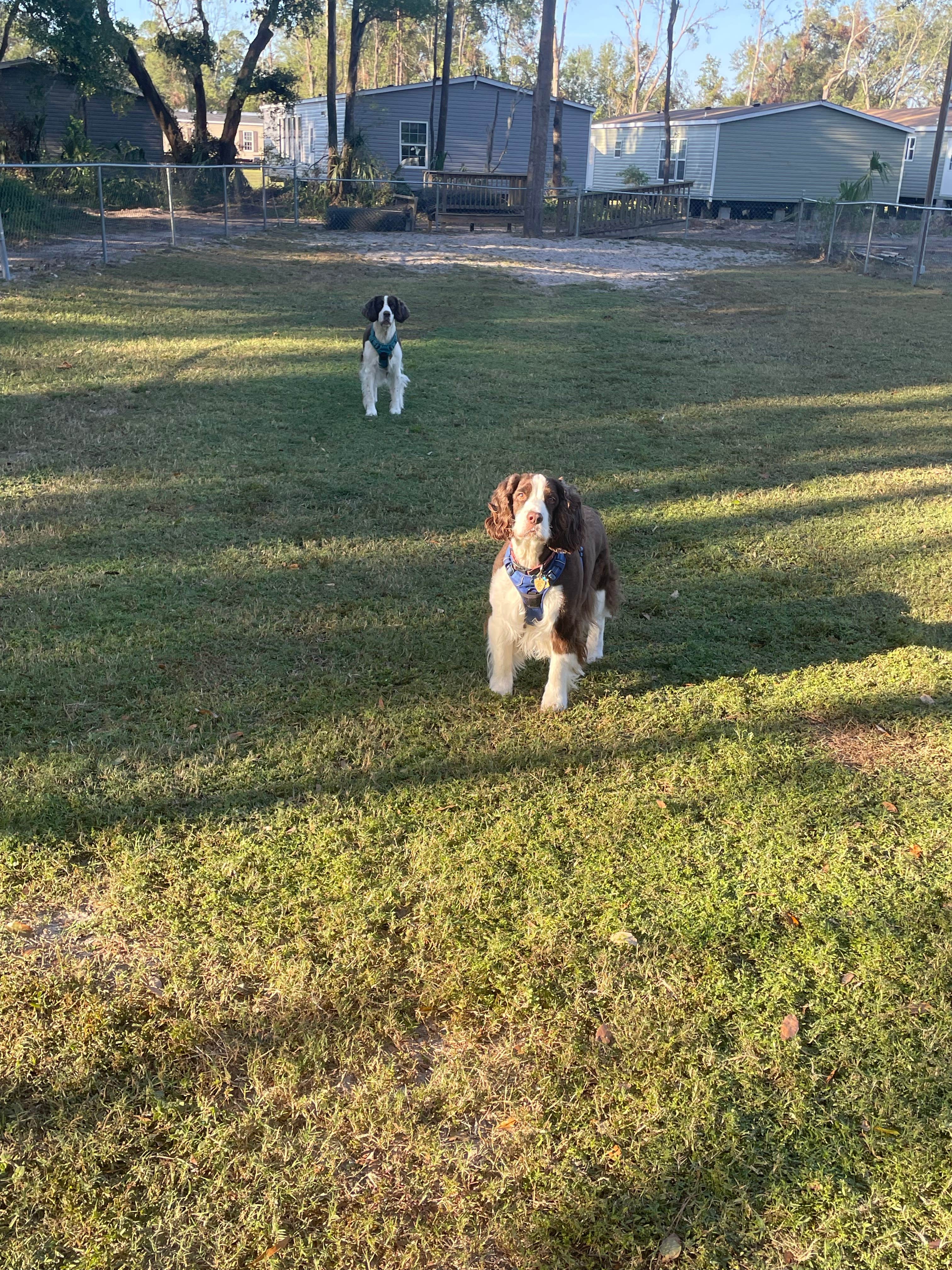 Joel R.'s photo of camping with pets at Perry KOA near Monticello, FL
