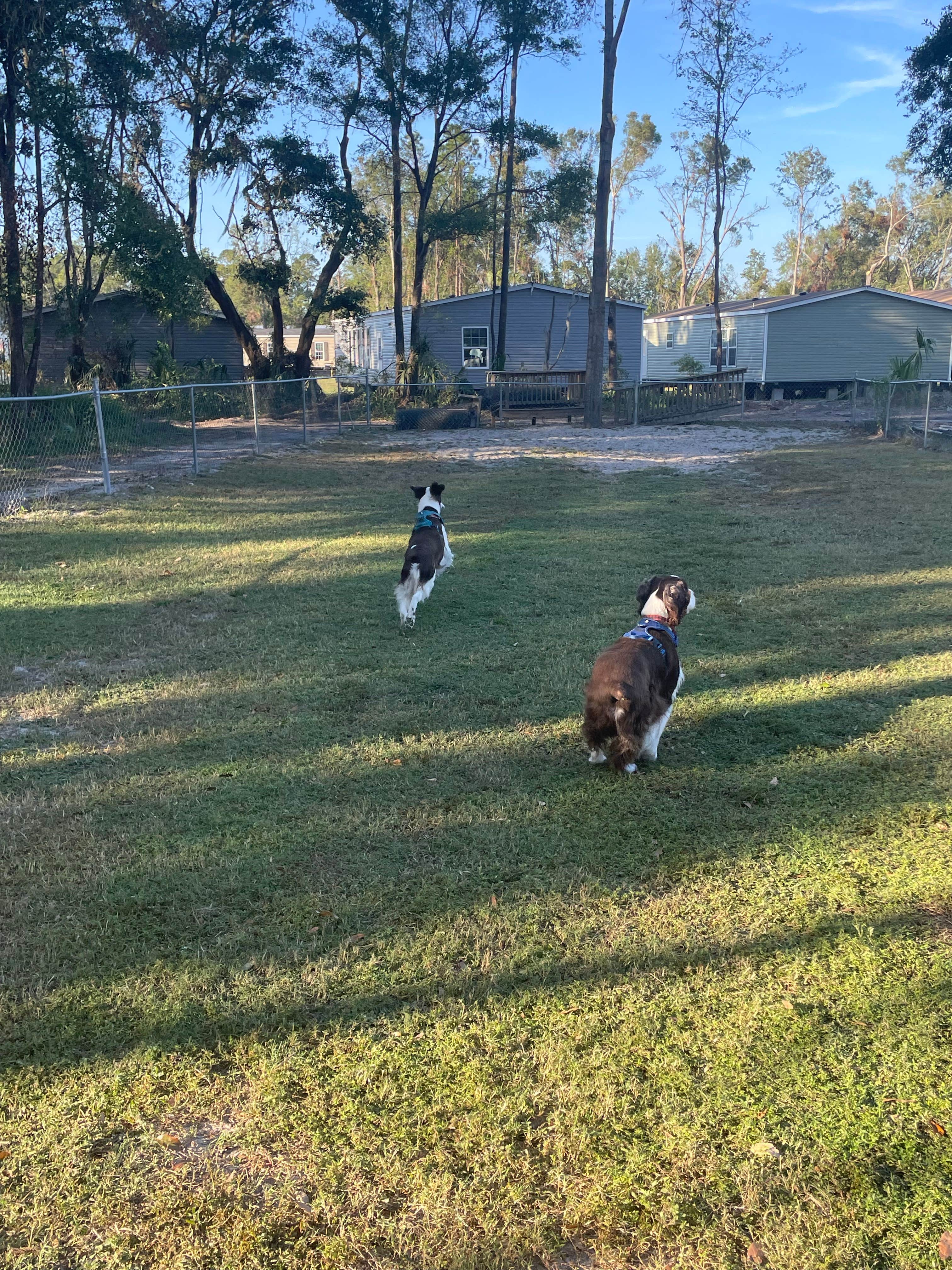 Joel R.'s photo of camping with pets at Perry KOA near Monticello, FL