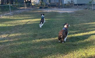Joel R.'s photo of camping with pets at Perry KOA near Monticello, FL
