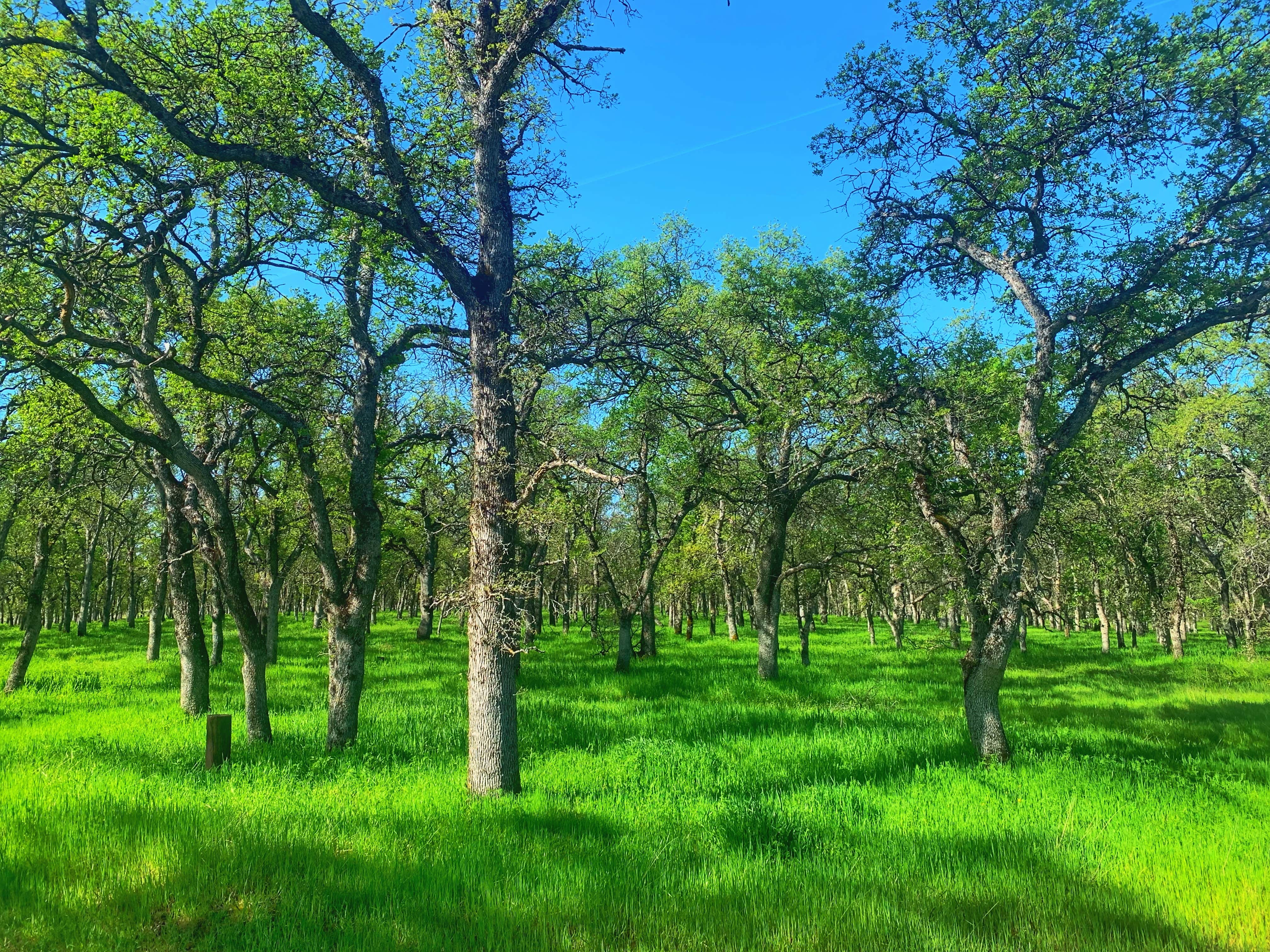 Camper-submitted photo at Perry Riffle Trailhead near Red Bluff, CA