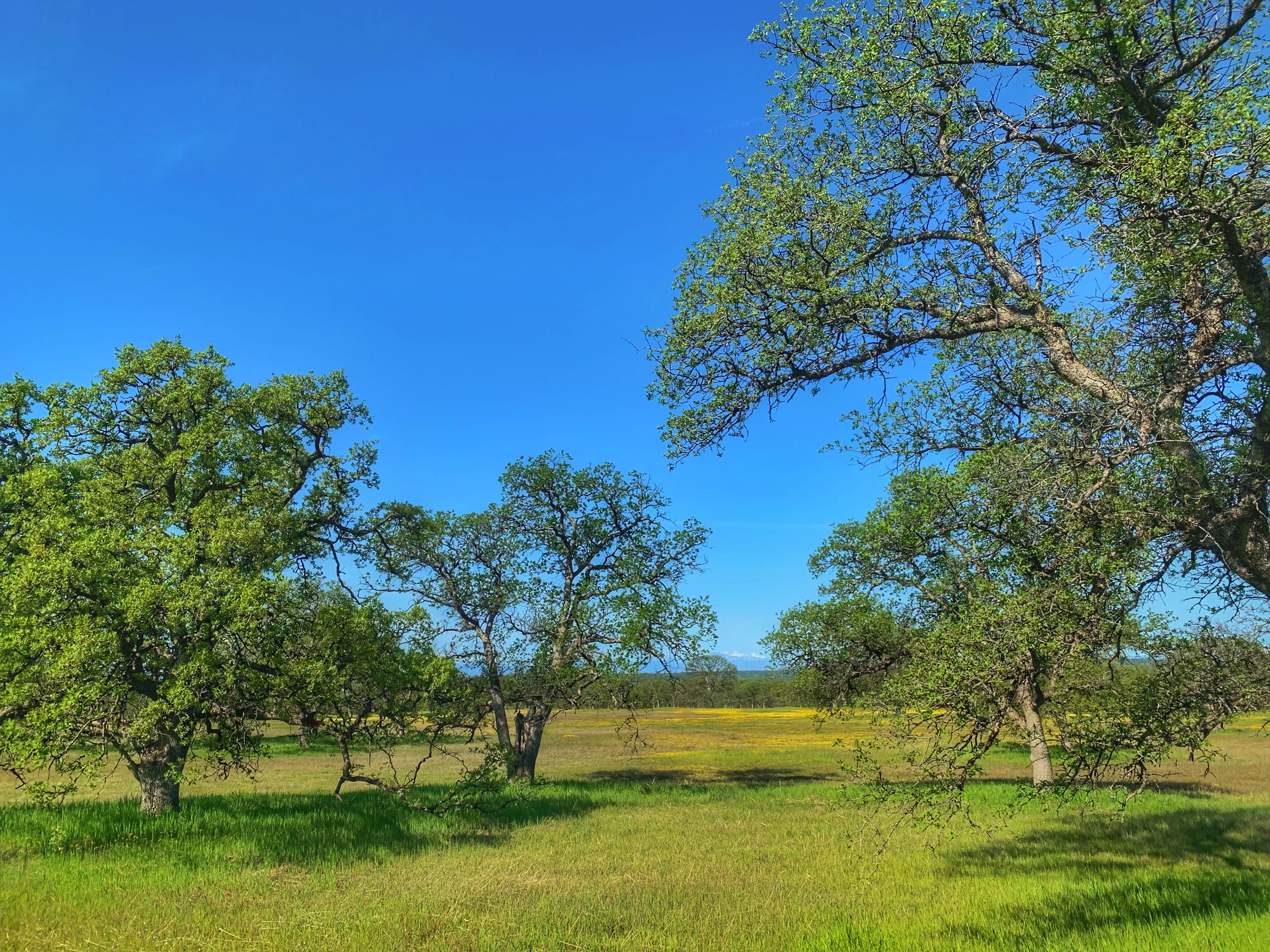 Camper-submitted photo at Perry Riffle Trailhead near Red Bluff, CA
