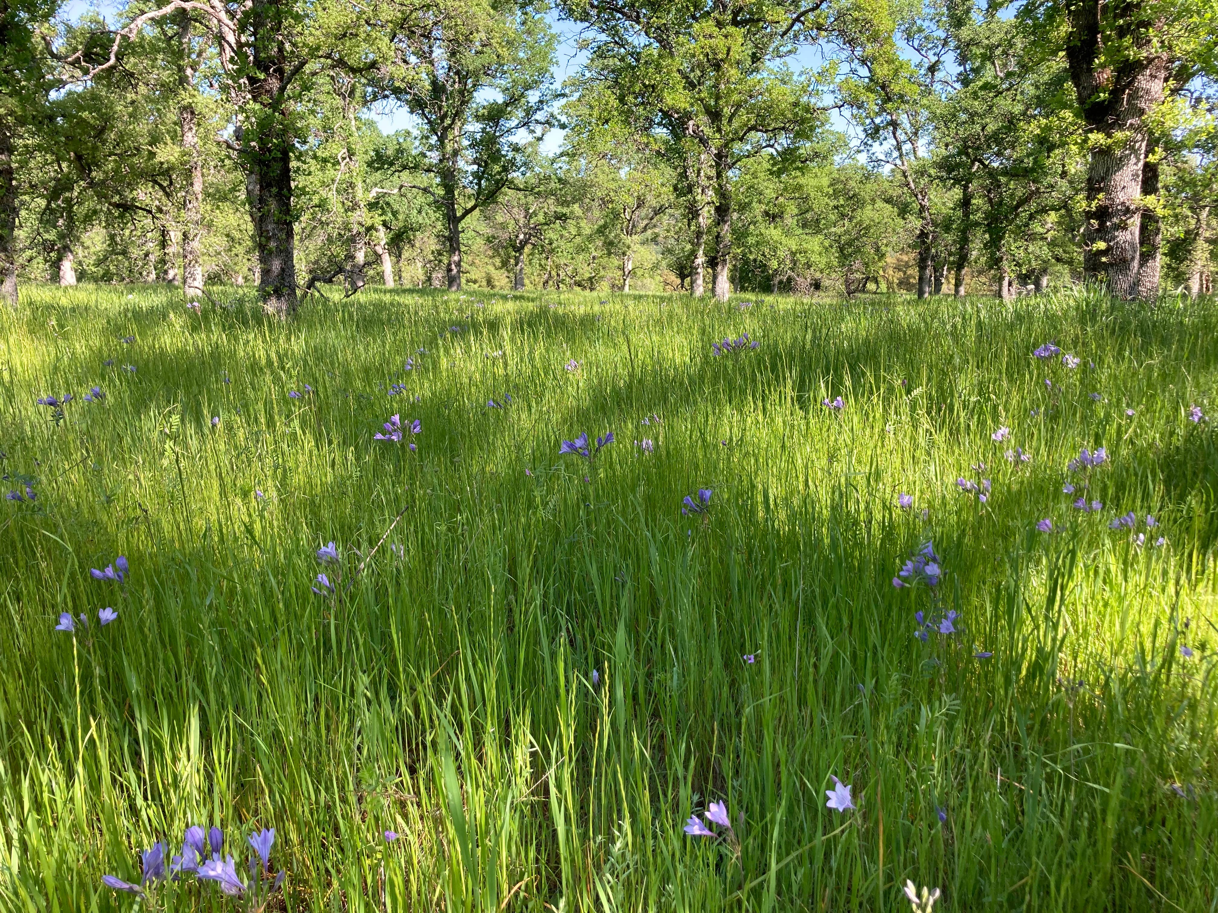 Camper-submitted photo at Perry Riffle Trailhead near Red Bluff, CA