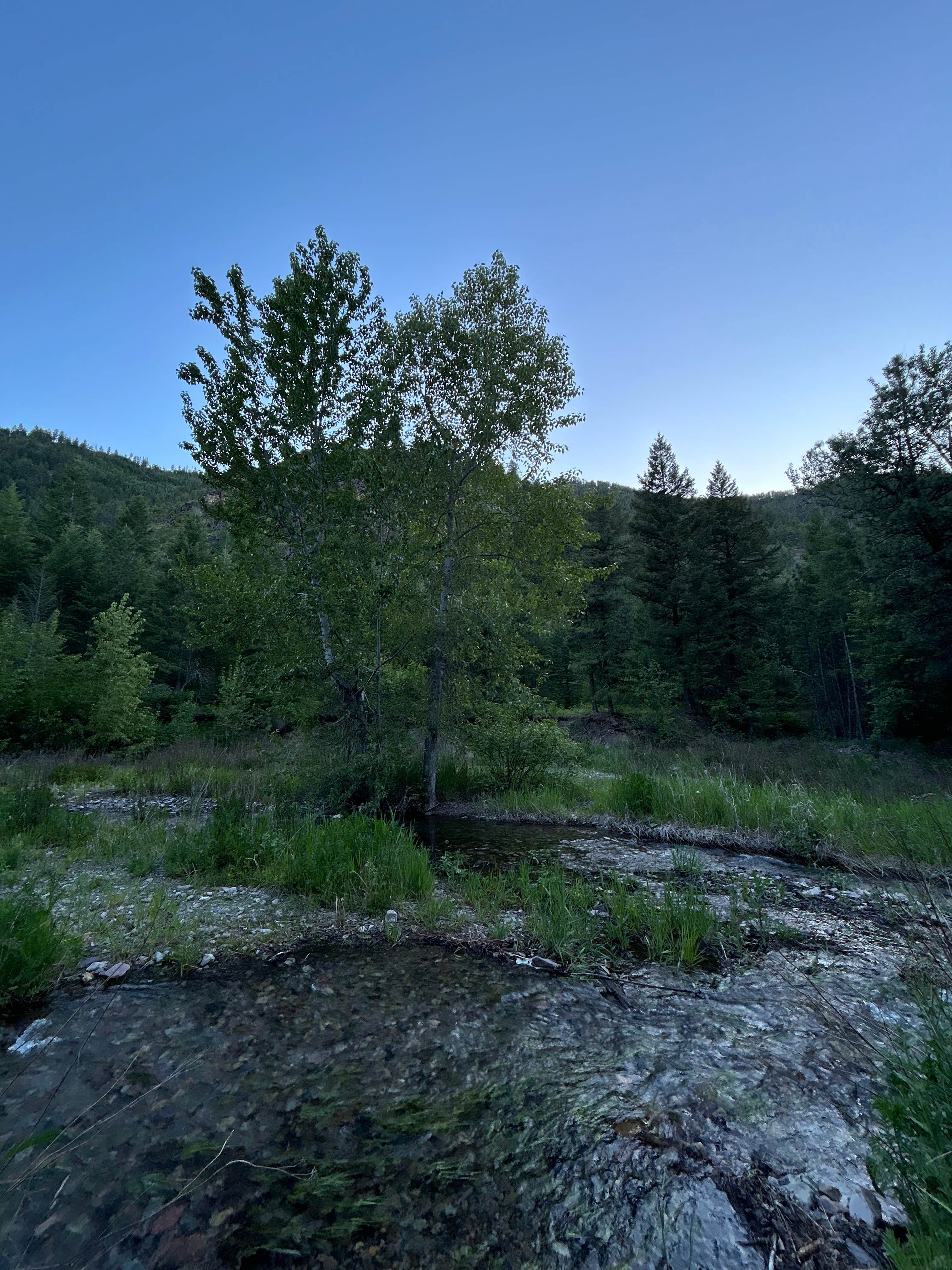 Camper-submitted photo at Petty Creek Road Dispersed Camping near Lolo, MT