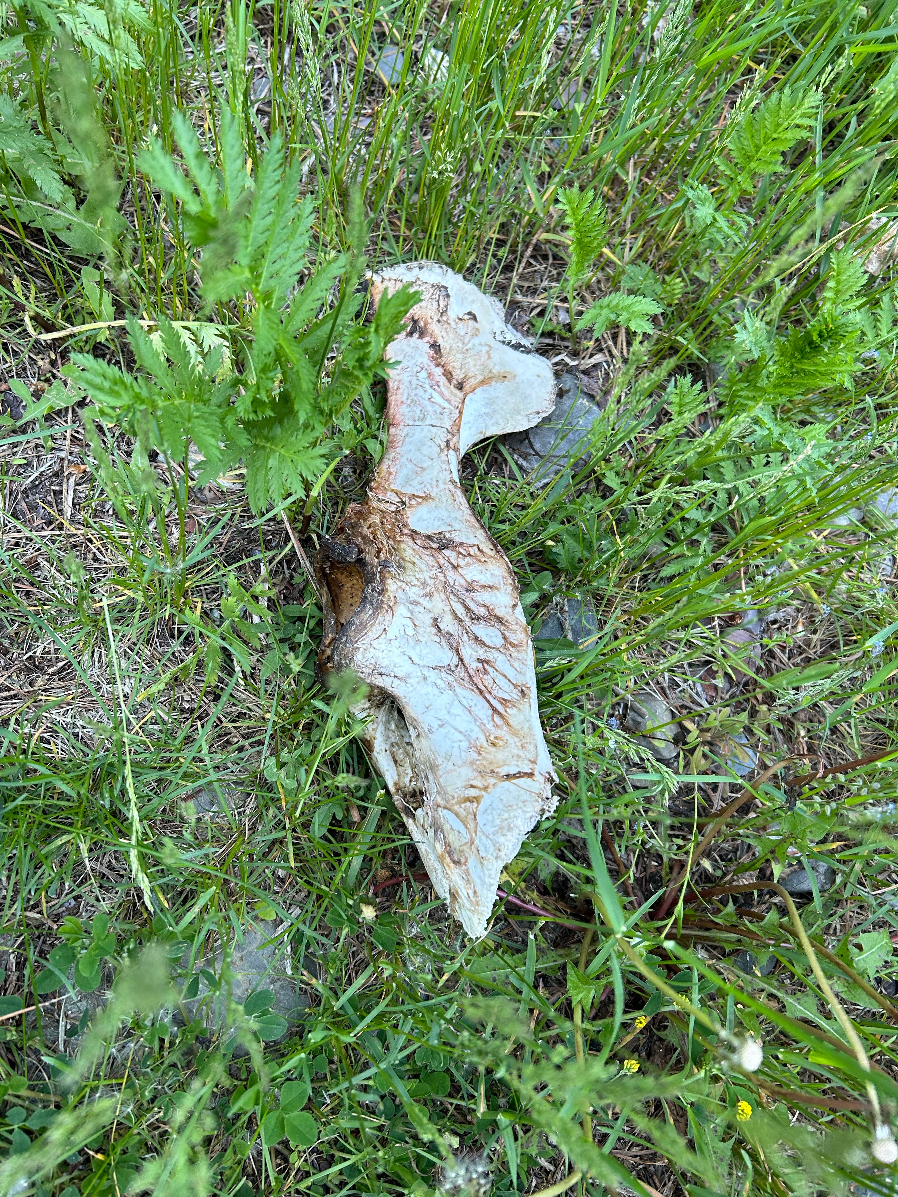 Camper-submitted photo at Petty Creek Road Dispersed Camping near Lolo, MT