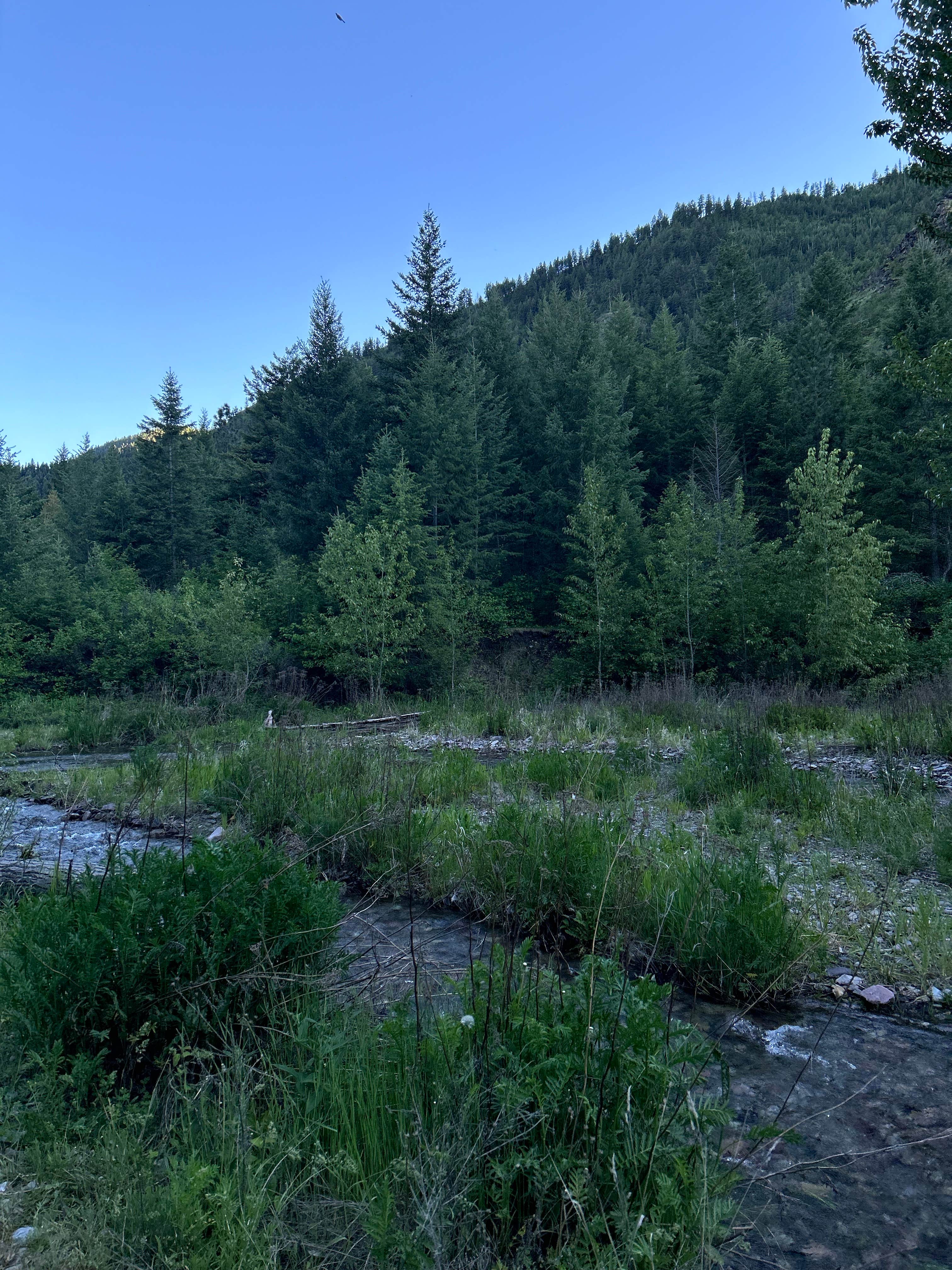 Camper submitted image from Petty Creek Road Dispersed Camping - 5