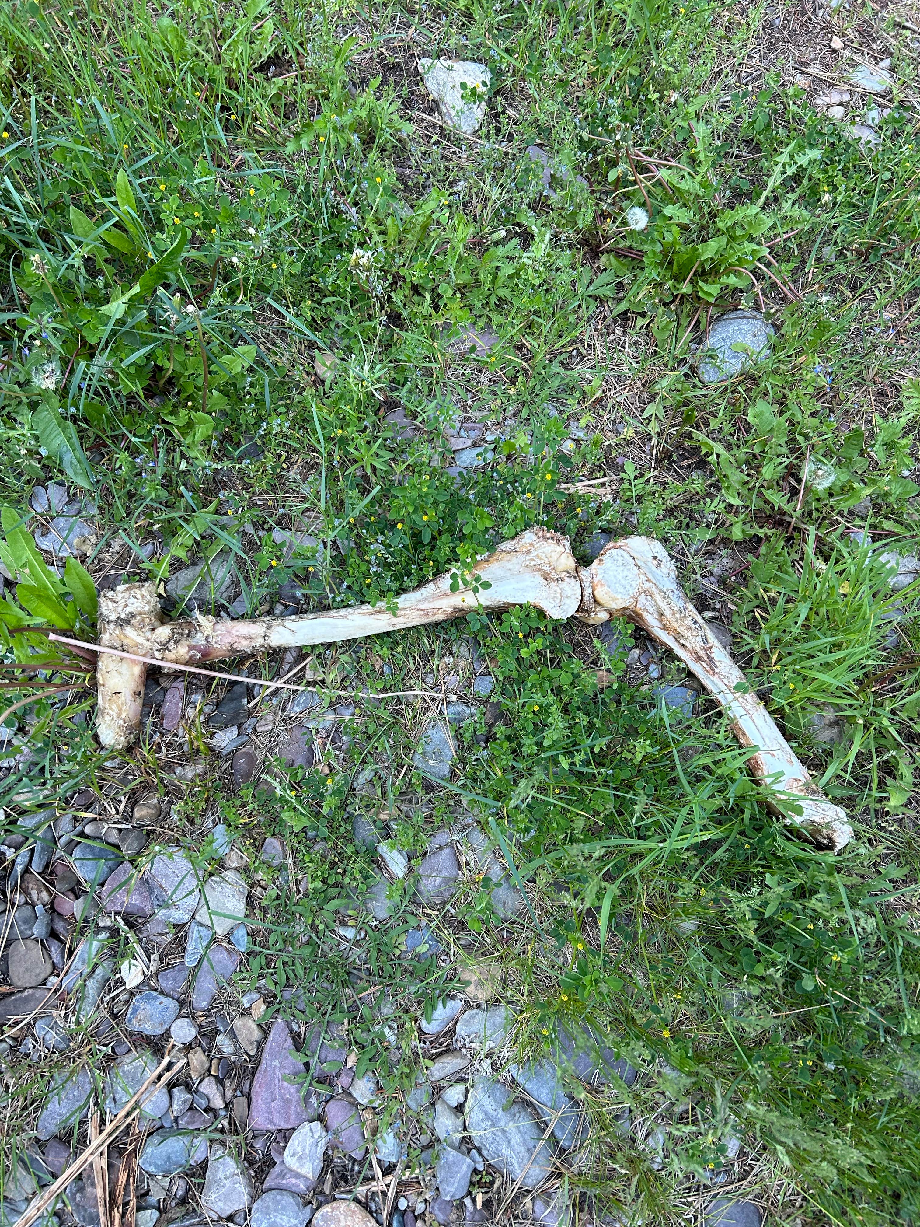 Camper-submitted photo at Petty Creek Road Dispersed Camping near Lolo, MT
