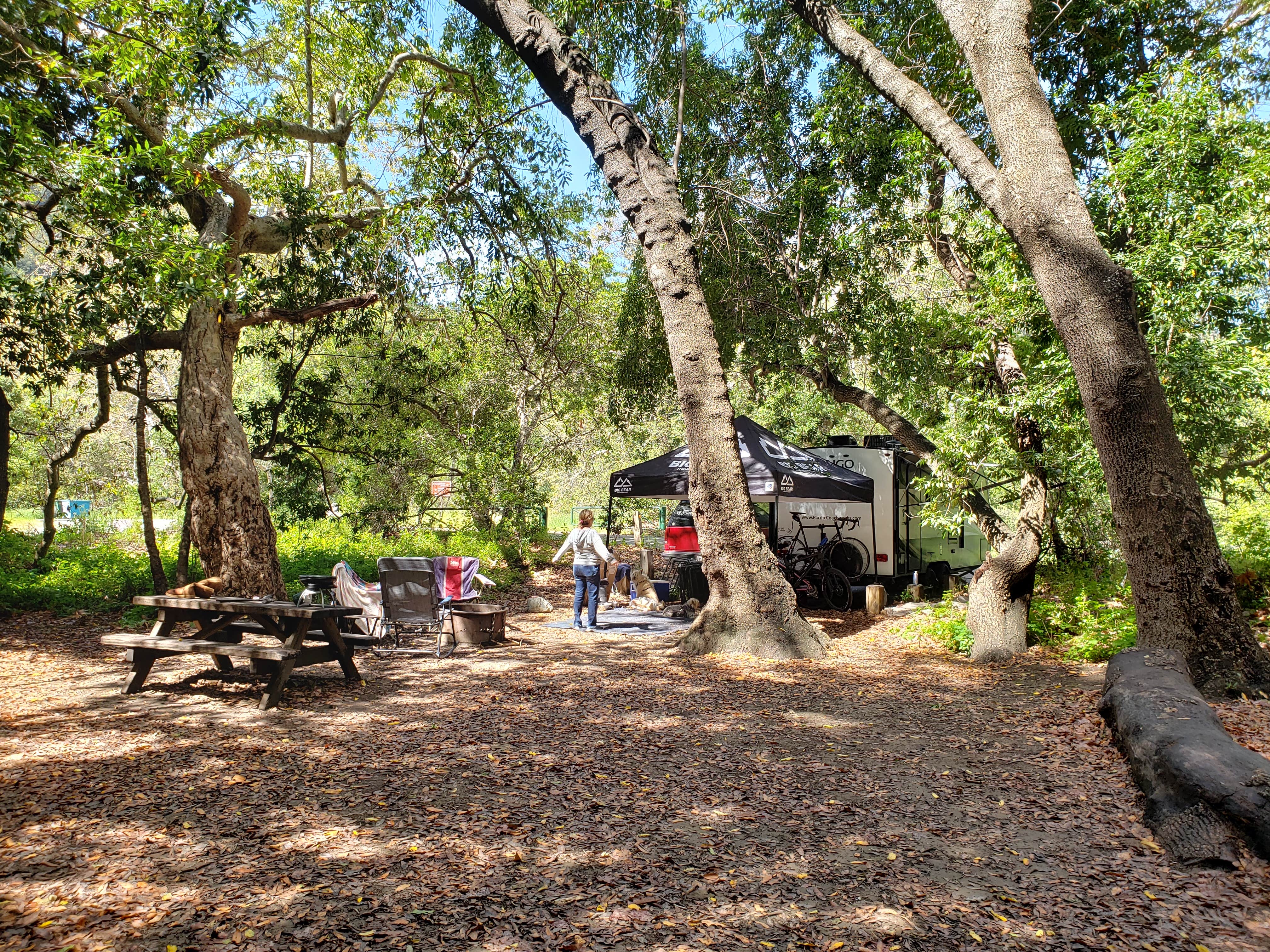 Mike M.'s photo of camping with pets at Pfeiffer Big Sur State Park Campground near Spreckels, CA