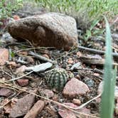 Review photo of Phantom Canyon Road BLM Sites by carla R., July 12, 2024