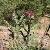 Review photo of Phantom Canyon Road BLM Sites by carla R., July 12, 2024