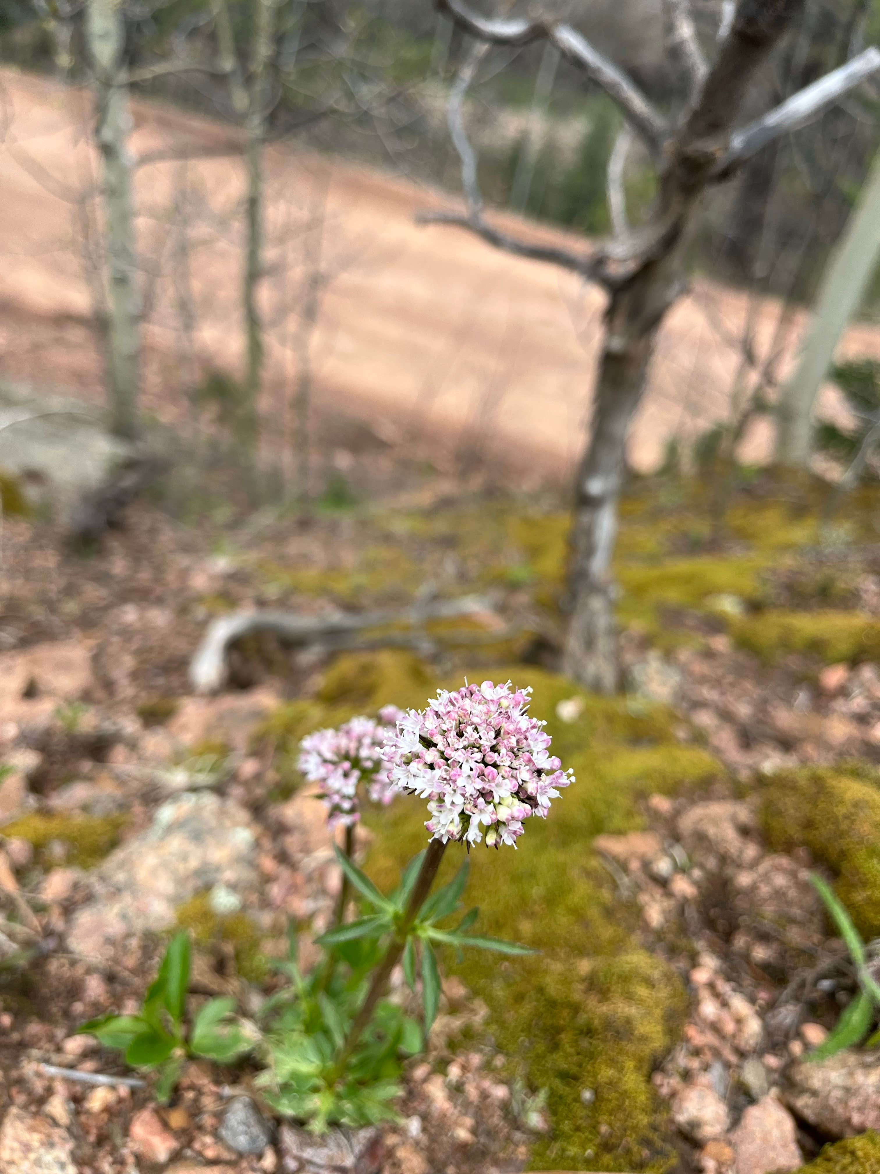 Camping near Phantom Canyon: Phantom Canyon Road Pull-Off, Cañon City, Colorado