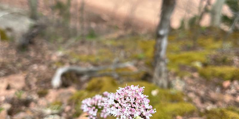 Camper submitted image from Phantom Canyon Road Pull-Off