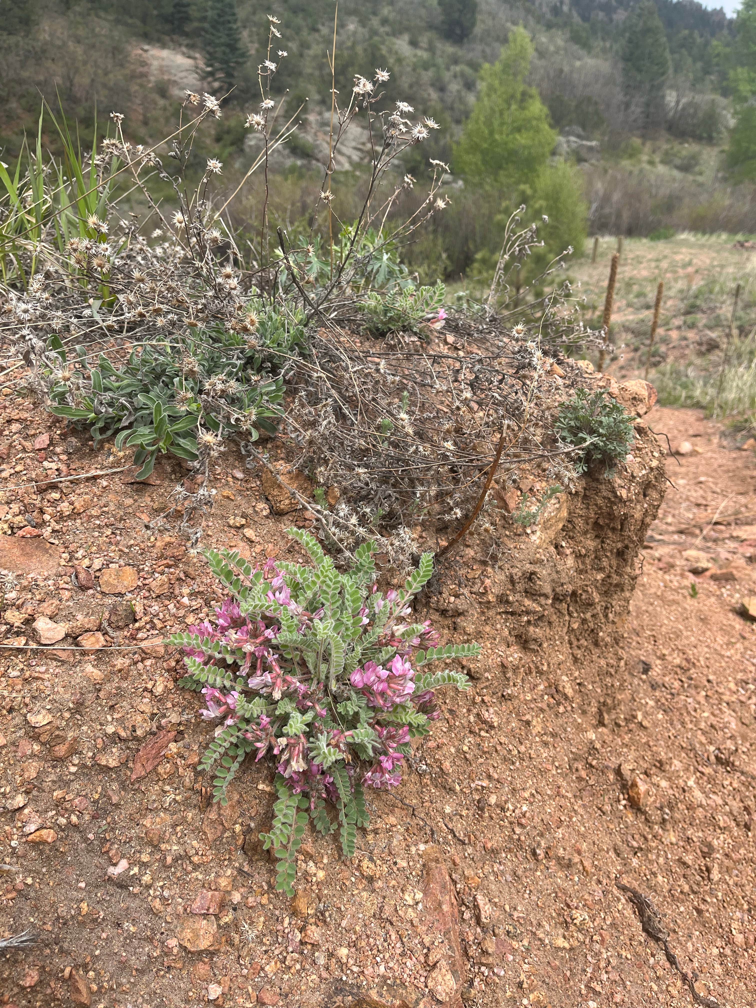 Camper-submitted photo at Phantom Canyon Road Pull-Off near Wetmore, CO