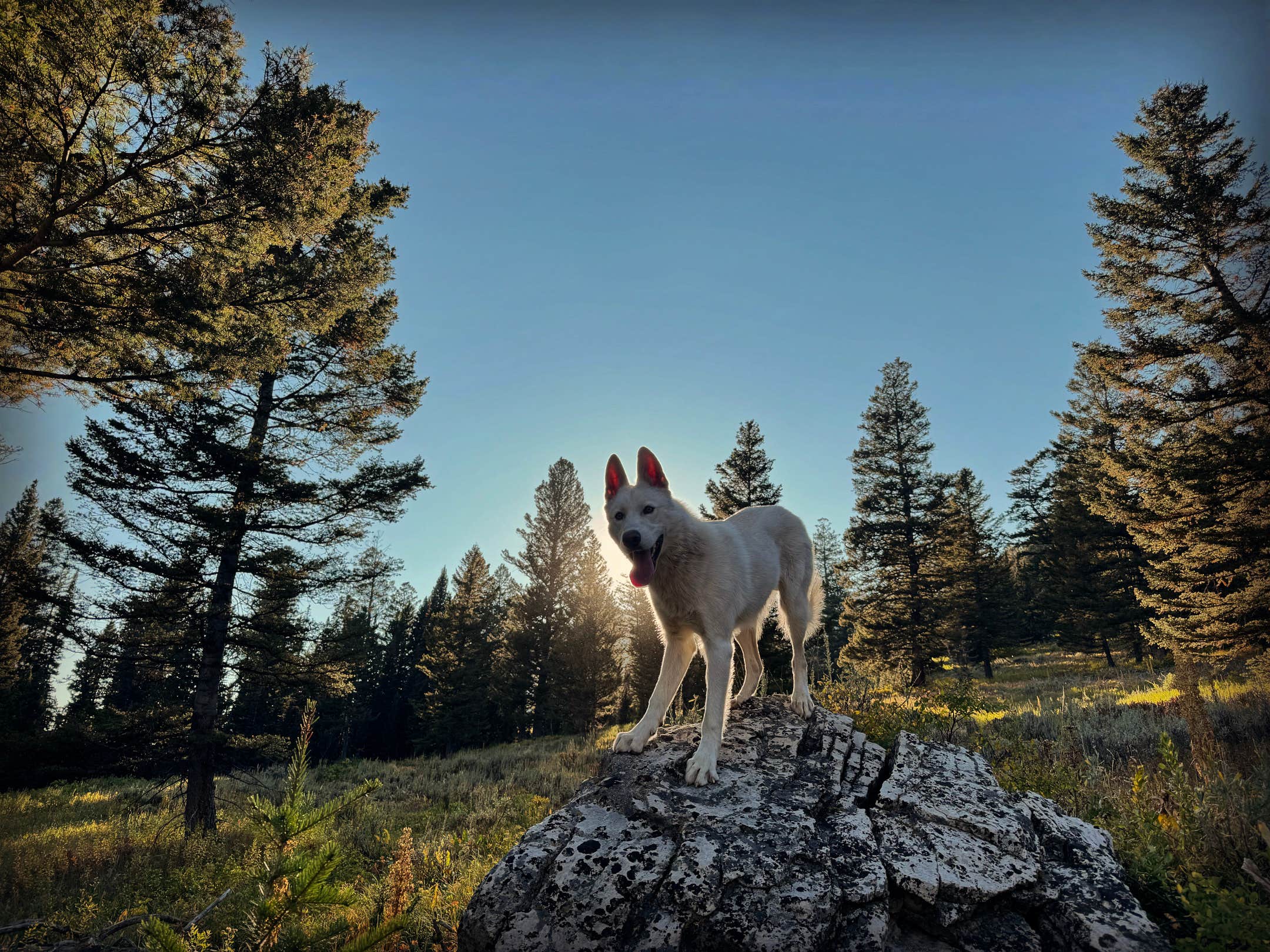 Camper-submitted photo at Phillips Bench Trailhead near Wilson, WY