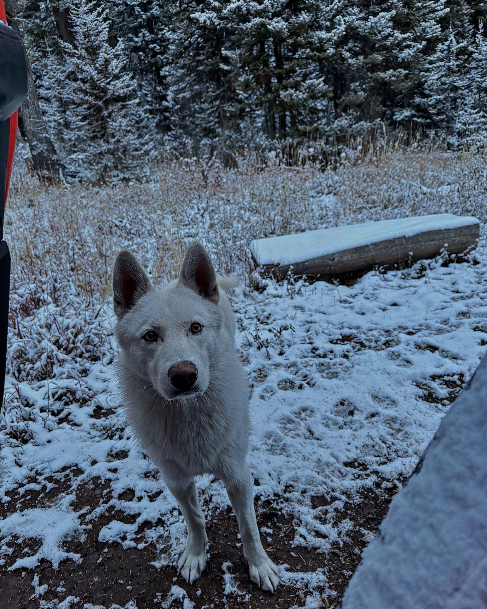 Camper submitted image from Phillips Bench Trailhead - 3