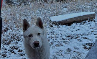 Mike J.'s photo of camping with pets at Phillips Bench Trailhead near Victor, ID