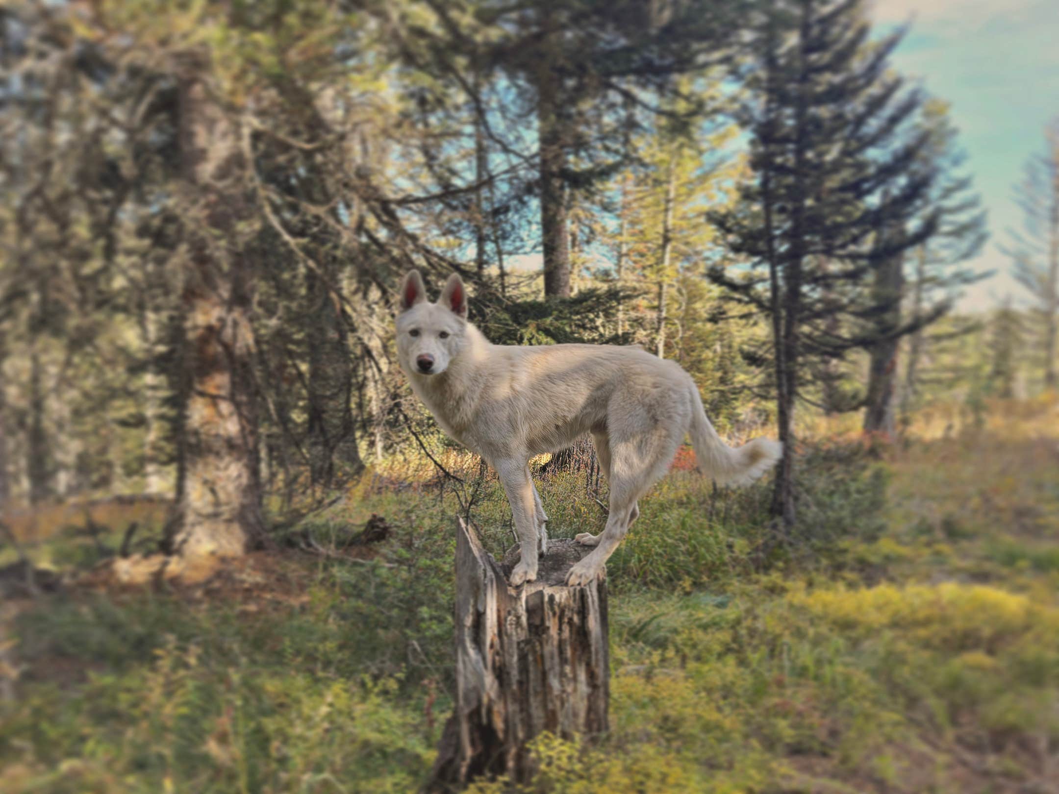 Camper-submitted photo at Phillips Bench Trailhead near Wilson, WY
