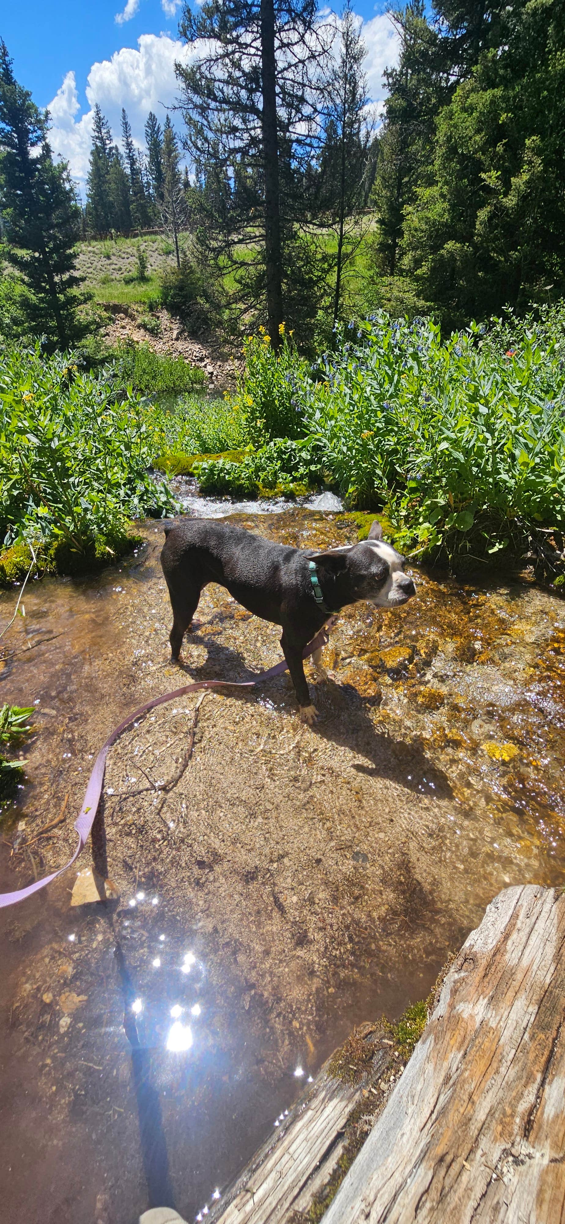 Water