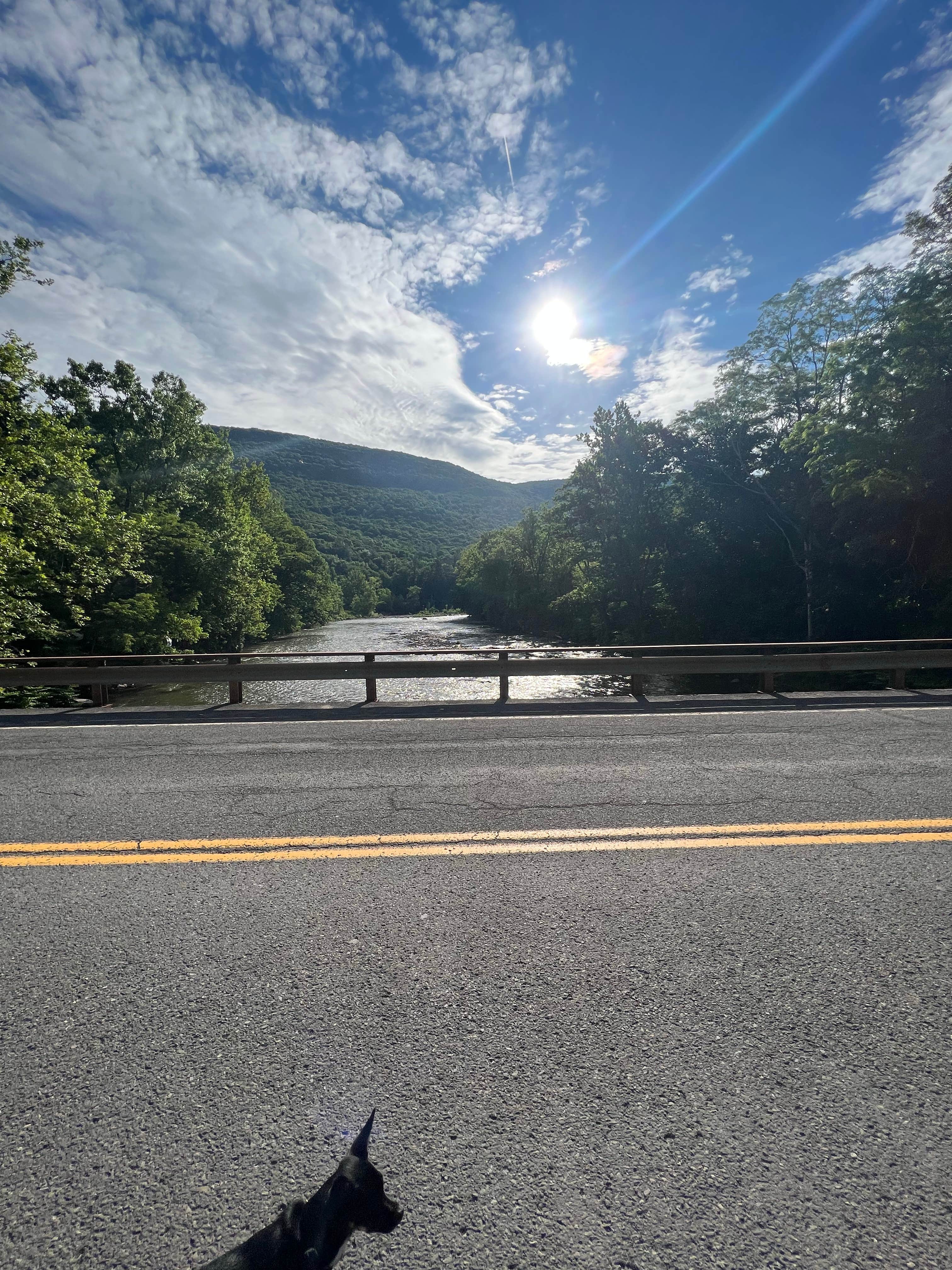 Tyler K.'s photo of camping with pets at Phoenicia Black Bear Campground near Roxbury, NY