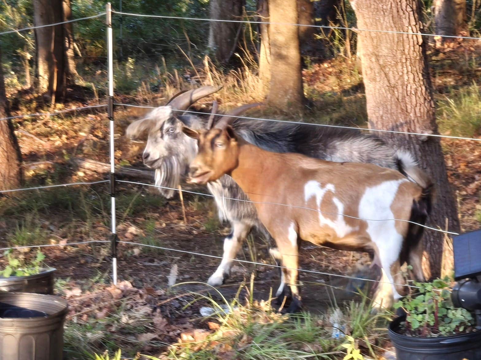 Camper-submitted photo at Phoenix Farms Vineyard near New Bern, NC