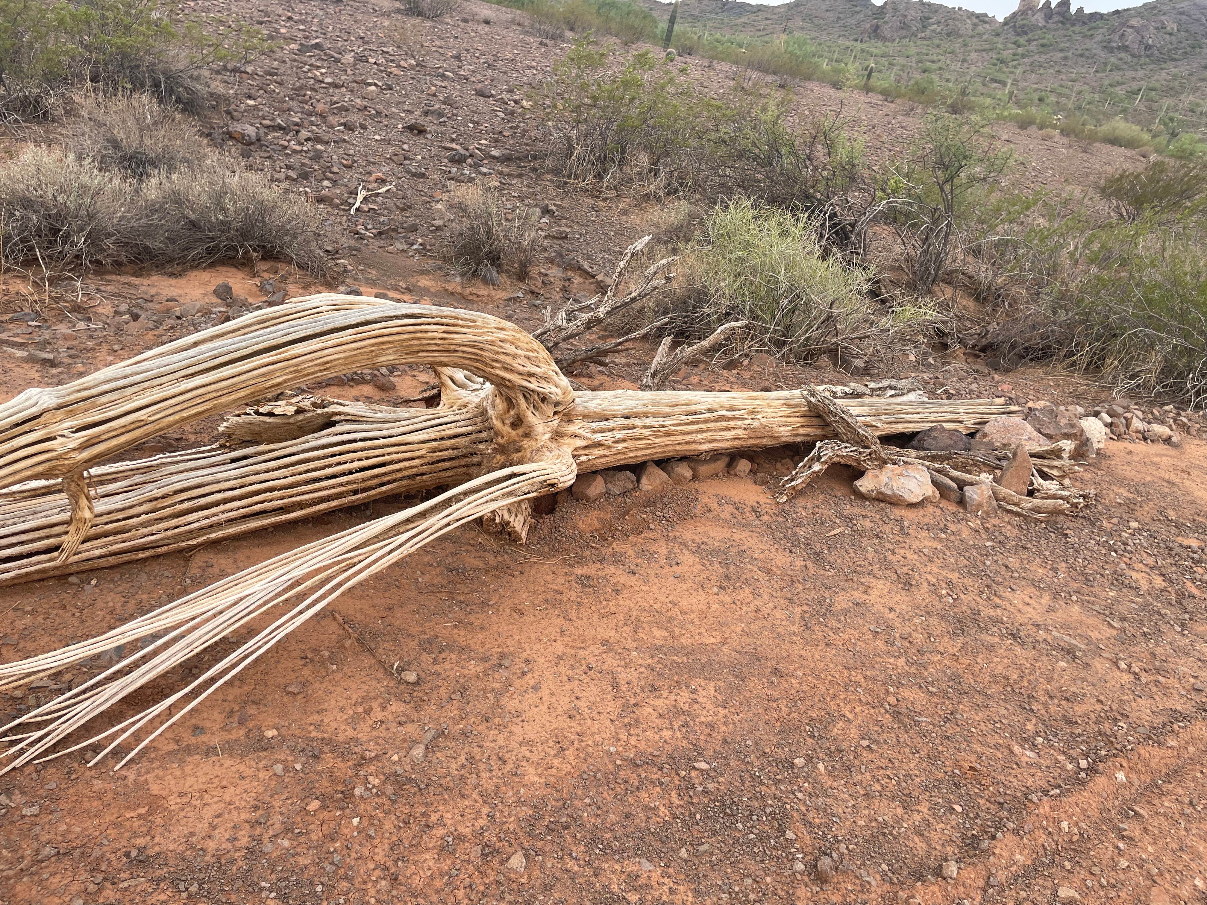 Camper-submitted photo at Picacho Peak RV Resort near Picacho, AZ