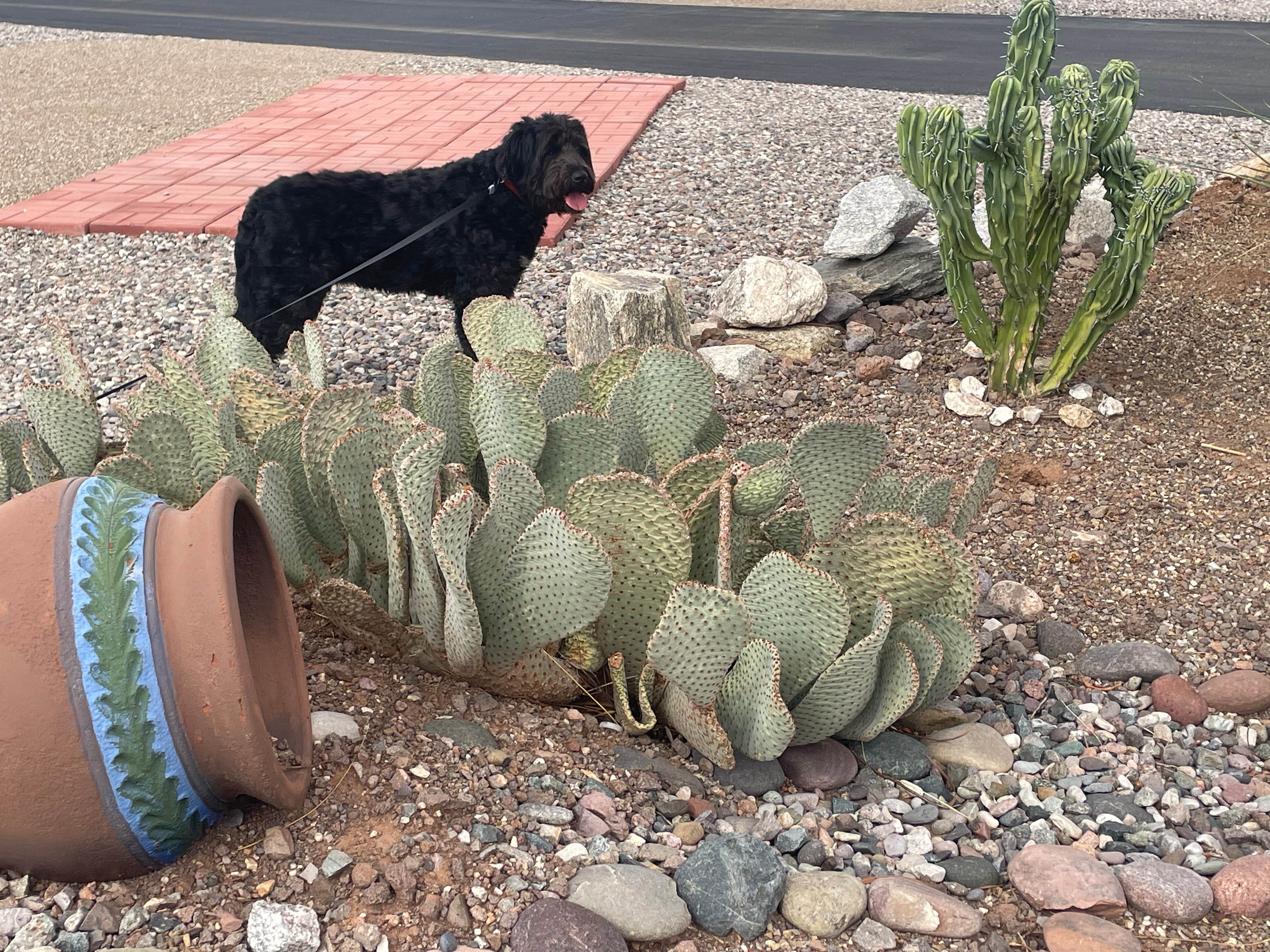 Donna T.'s photo of camping with pets at Picacho Peak RV Resort near Arizona City, AZ