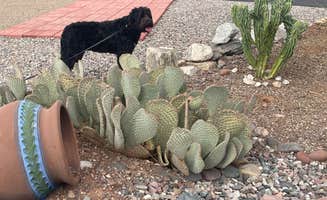 Donna T.'s photo of camping with pets at Picacho Peak RV Resort near Winkelman, AZ