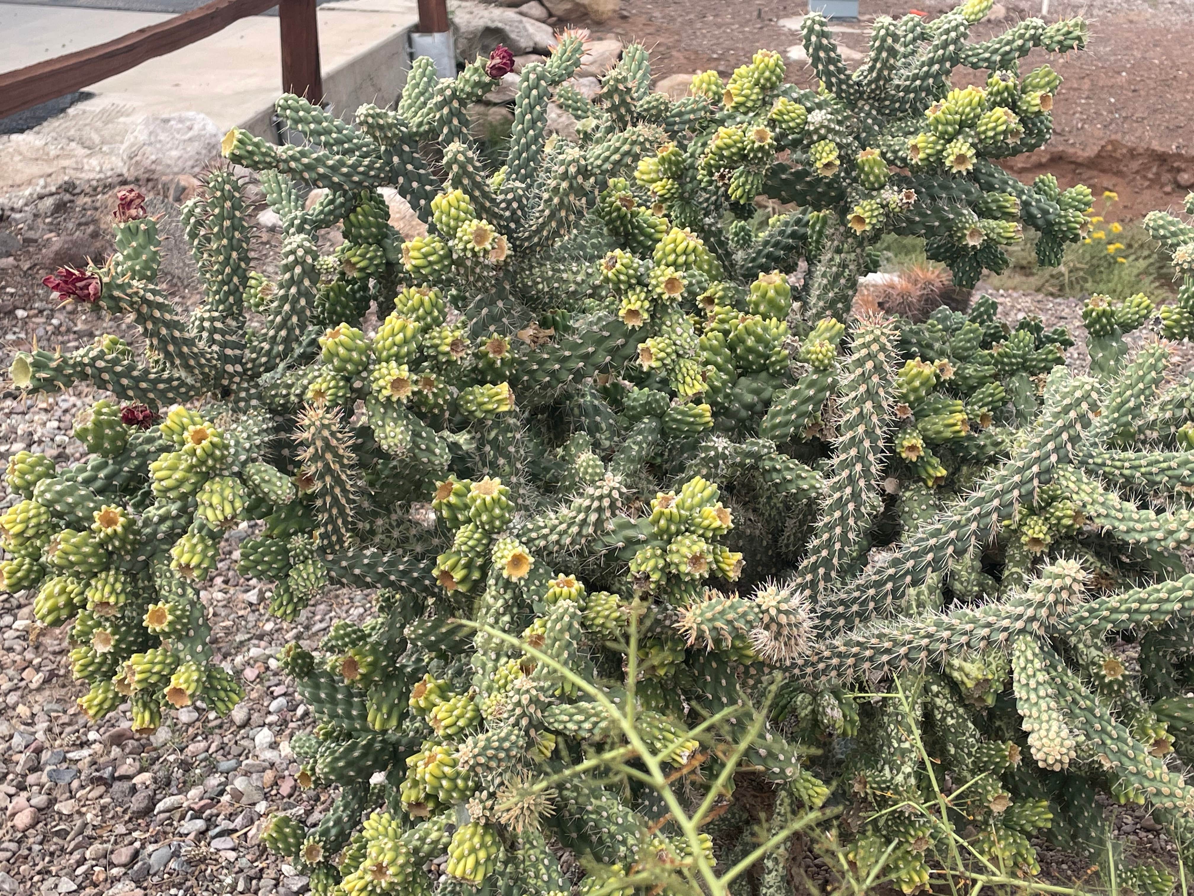 Camper-submitted photo at Picacho Peak RV Resort near Arizona City, AZ
