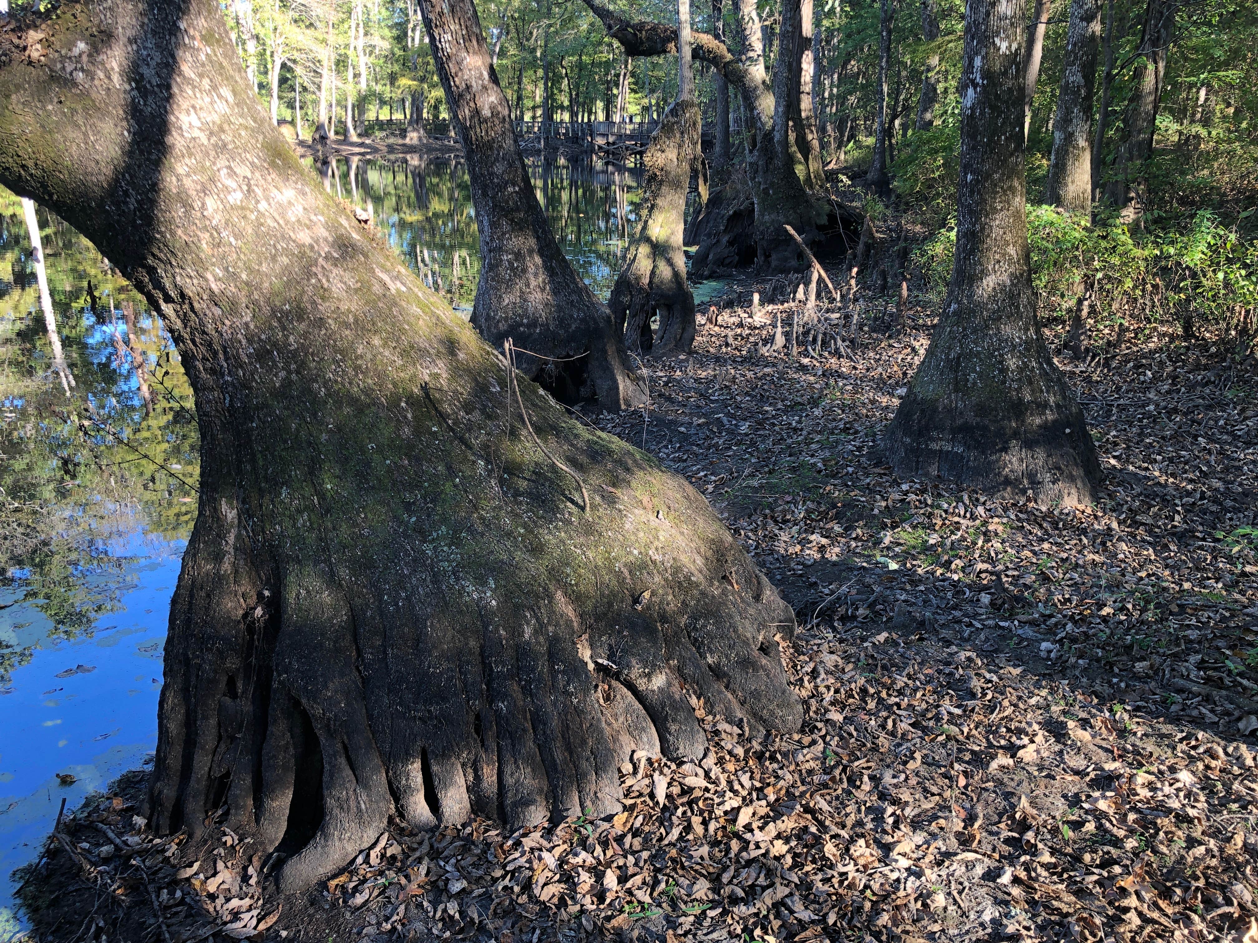 Camper-submitted photo at Pickensville Campground near Brooksville, MS
