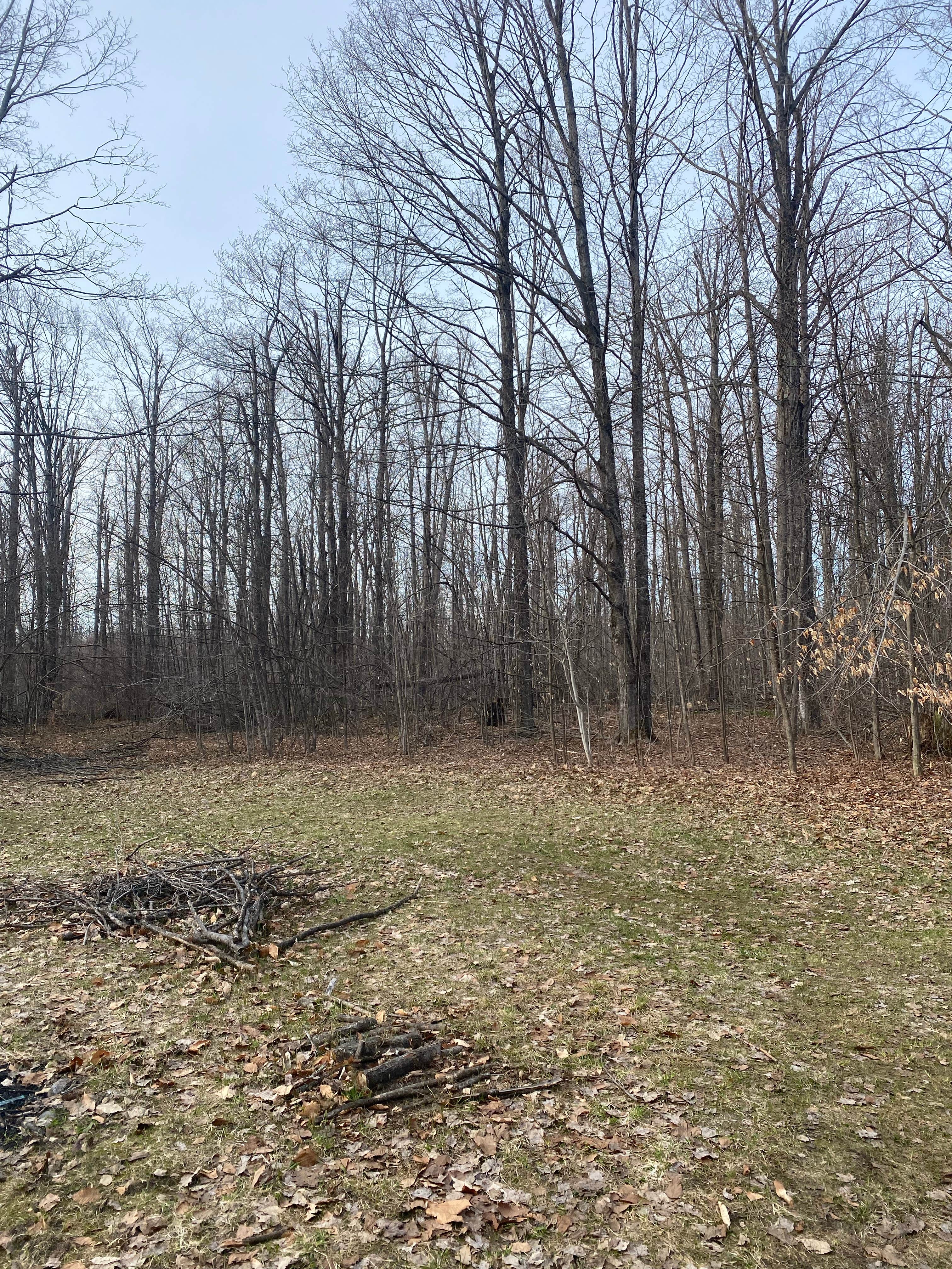 Camper-submitted photo at Pigeon River State Forest dispersed camping near Atlanta, MI