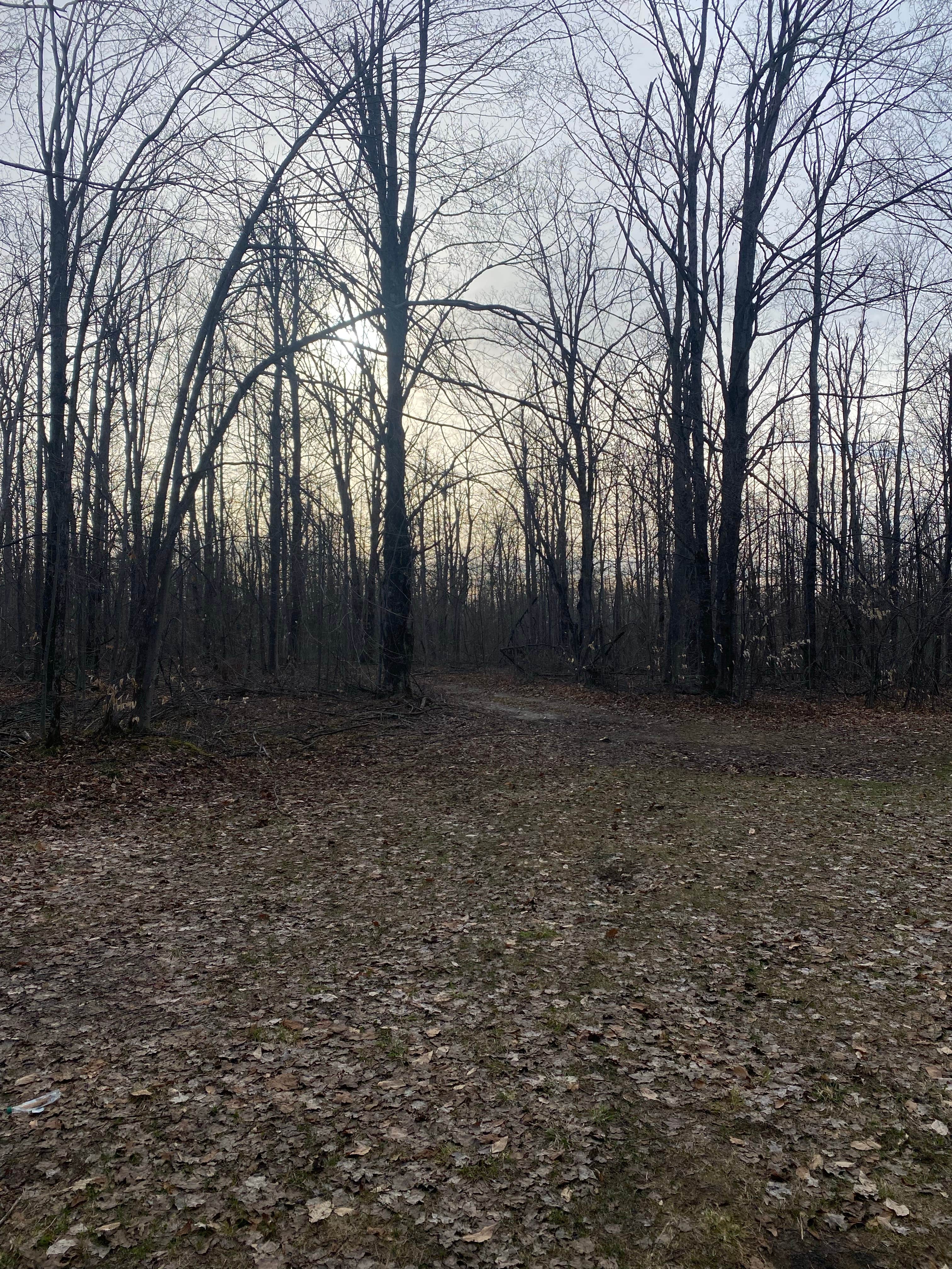 Camper-submitted photo at Pigeon River State Forest dispersed camping near Atlanta, MI