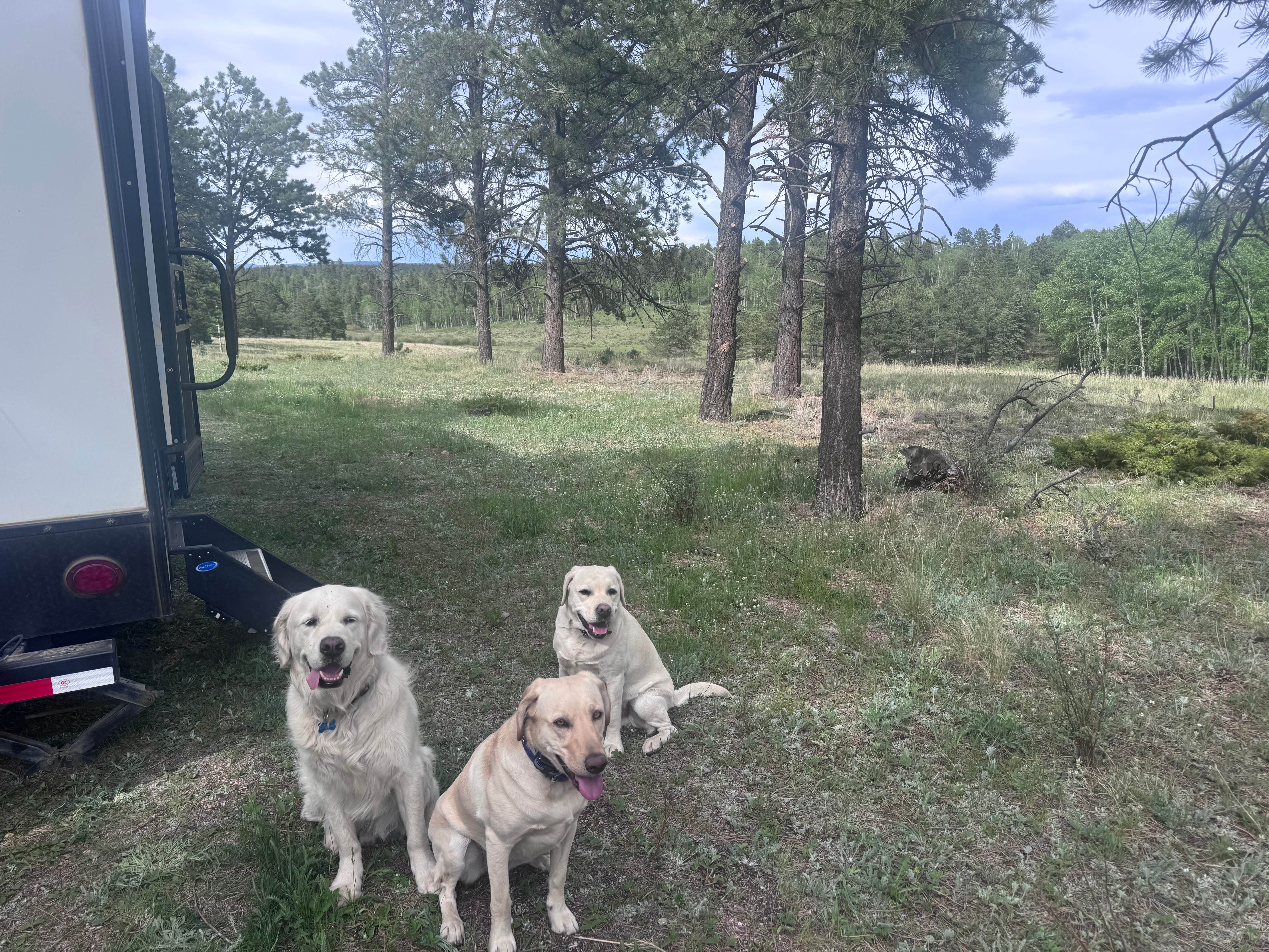 pike national forest (CR 511)
