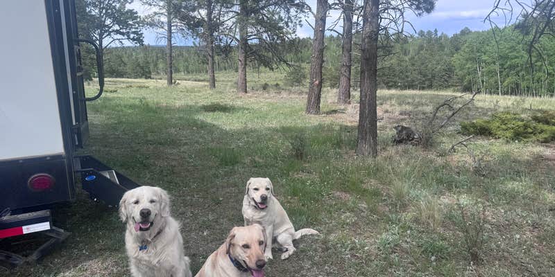 Camper submitted image from pike national forest (CR 511)