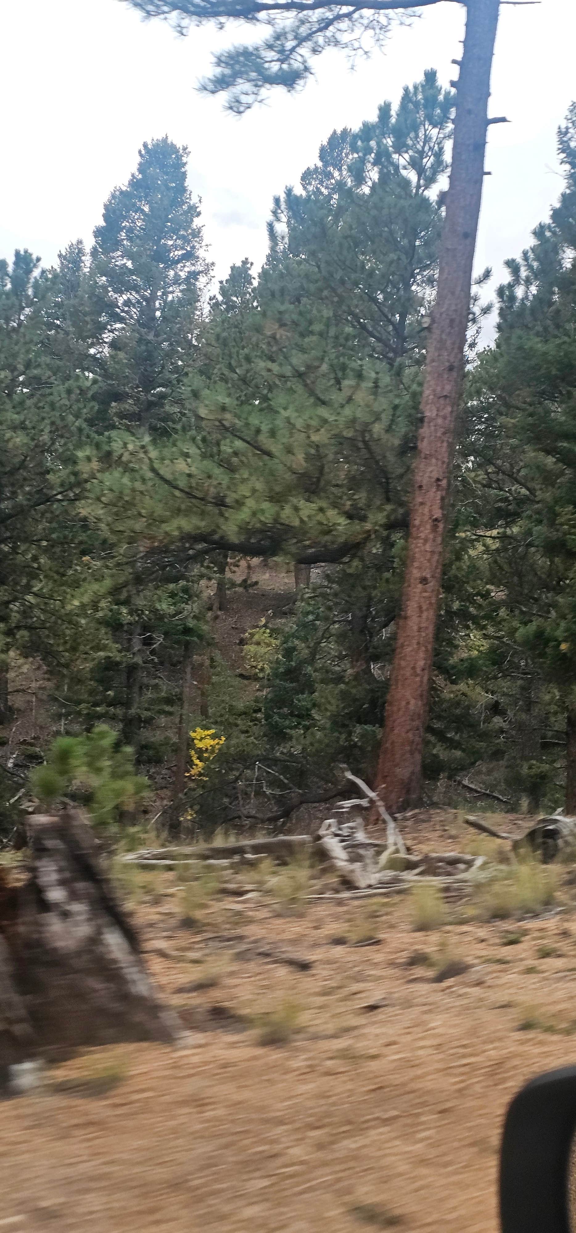 Camping near Golden Bell Camp and Conference Center: Pike National Forest Wye Campground, Woodland Park, Colorado