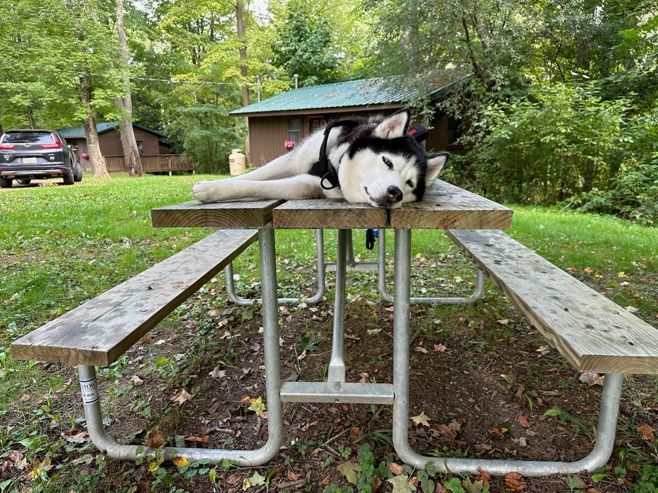 Janet R.'s photo of camping with pets at Pinecreek Campground near Killawog, NY