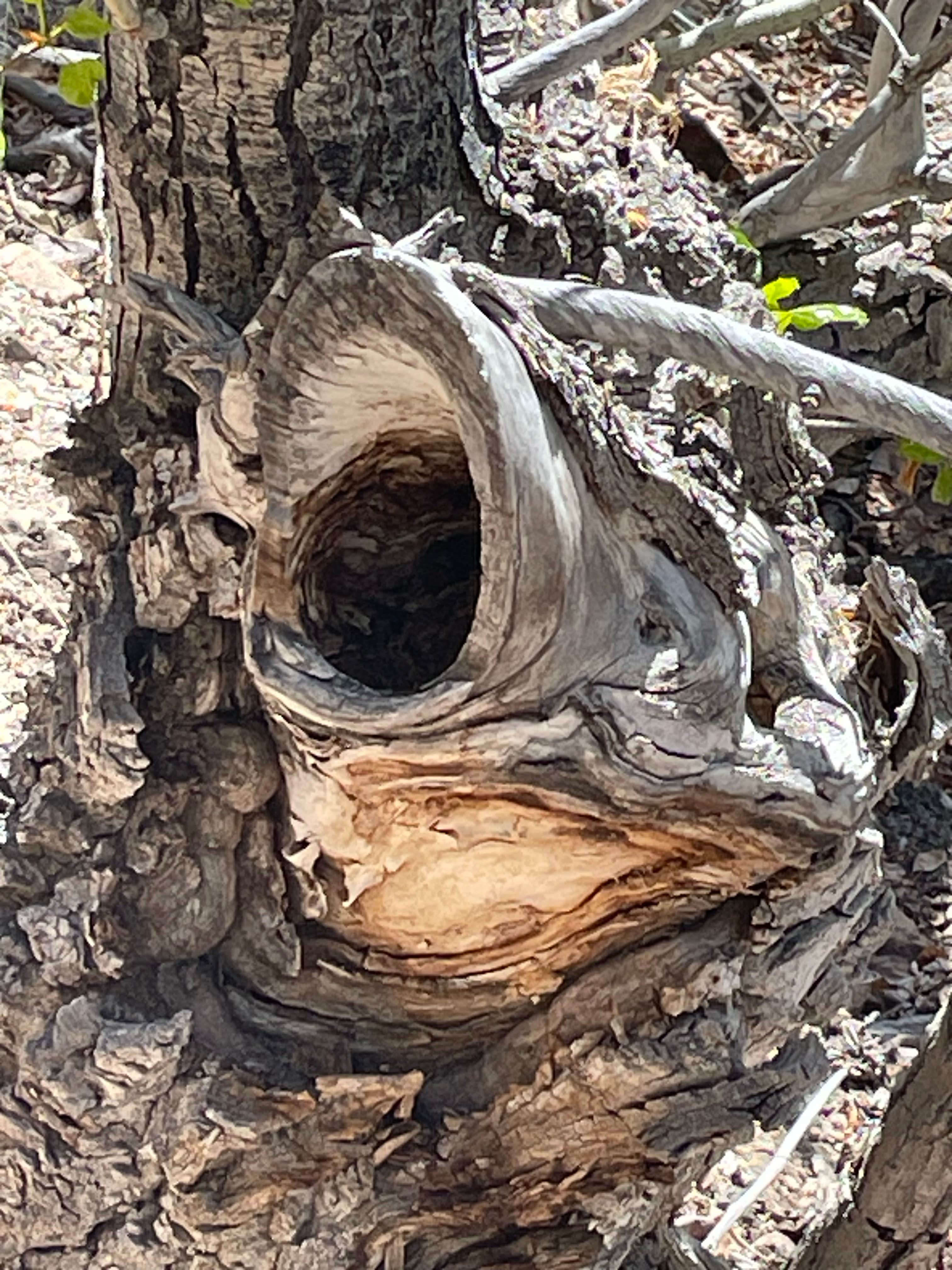 Camper-submitted photo at Pine Creek Campground near Round Mountain, NV