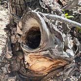 Review photo of Pine Creek Campground by Teri S., May 29, 2025