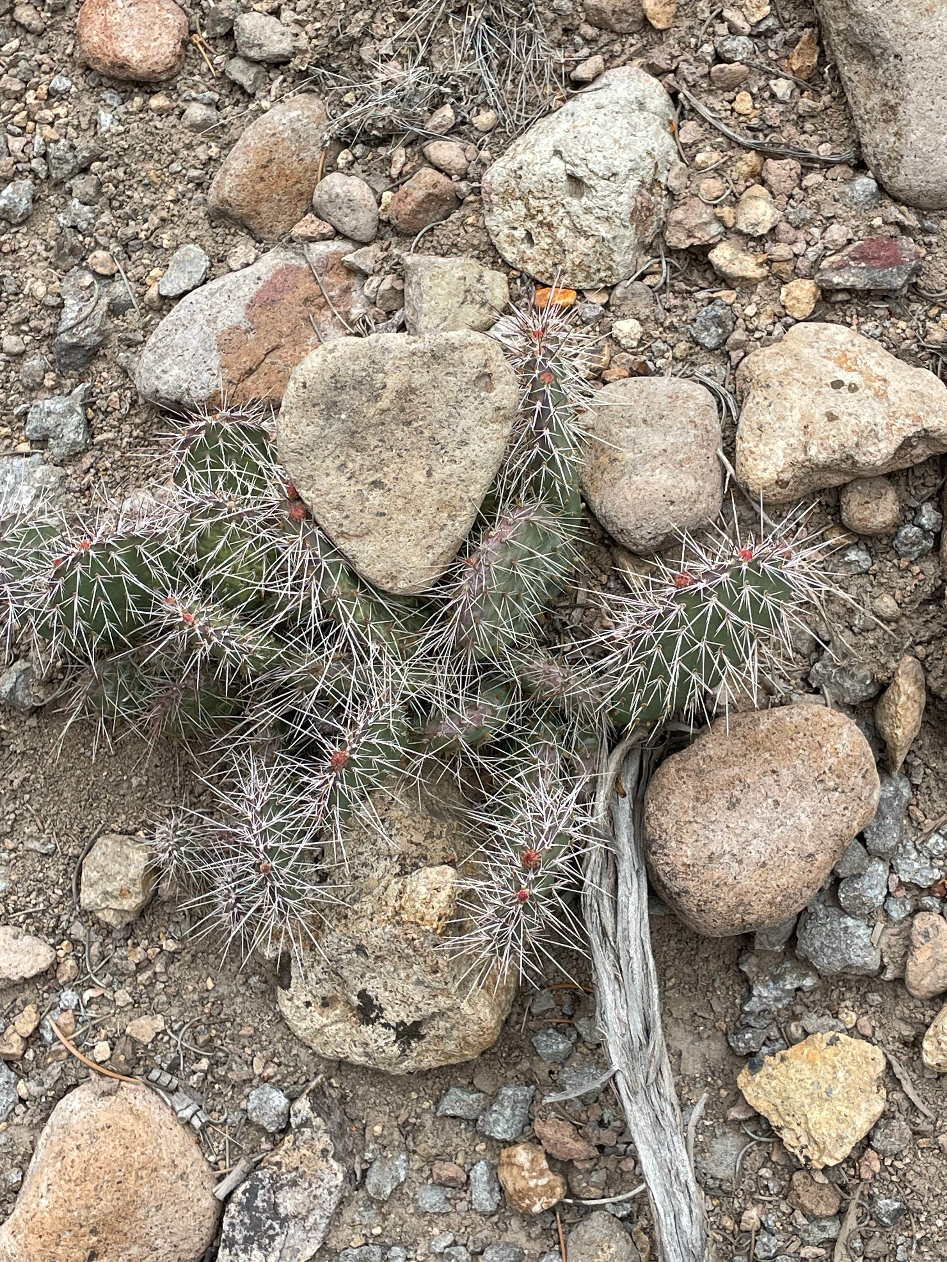 Camper-submitted photo at Pine Creek Campground near Round Mountain, NV