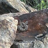 Review photo of Pine Creek Road Camp by Lillian R., June 16, 2025