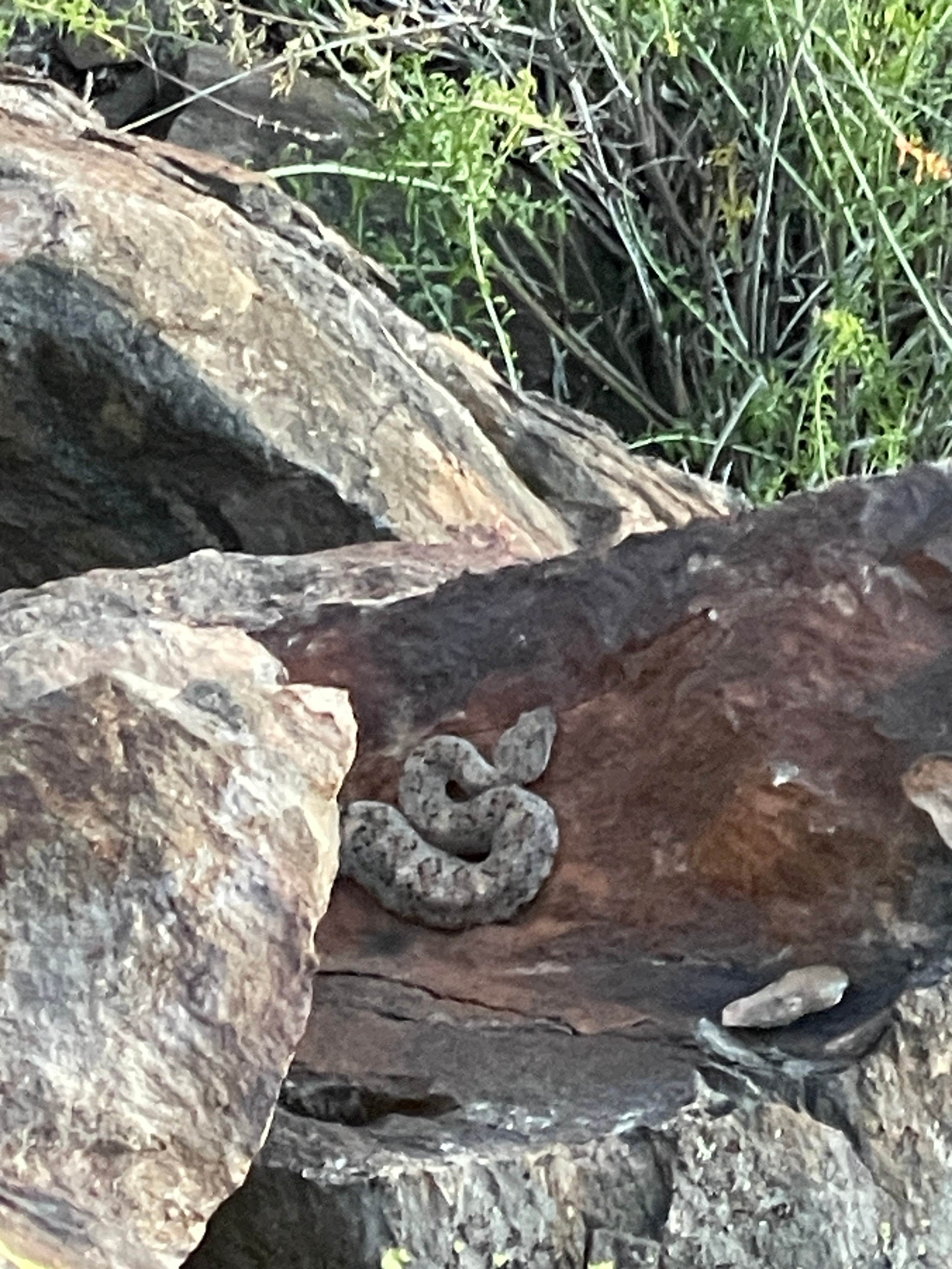 Camper submitted image from Pine Creek Road Camp - 5