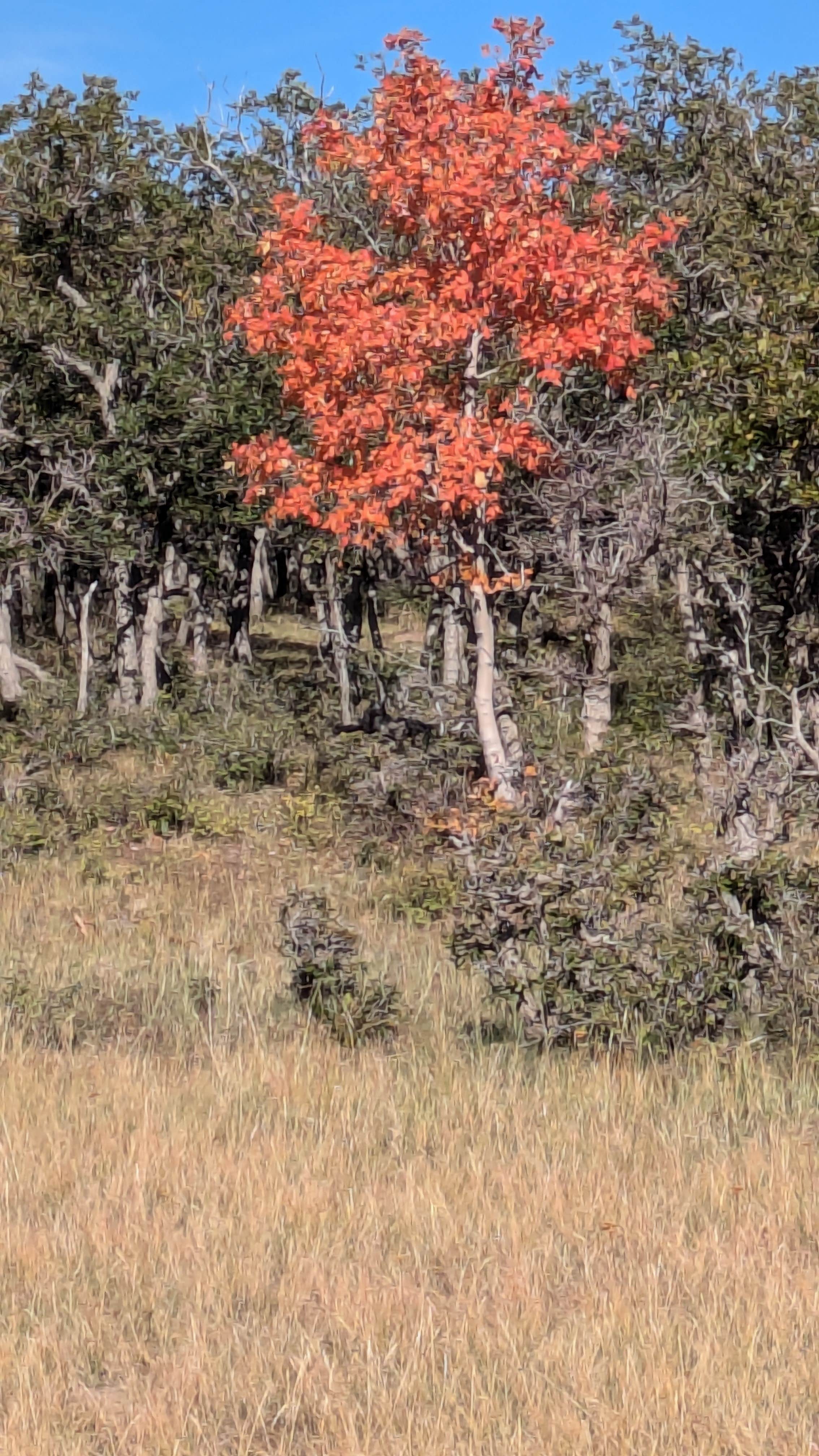 Camper-submitted photo at Pine Flat Dispersed Camping Area near Monticello, UT